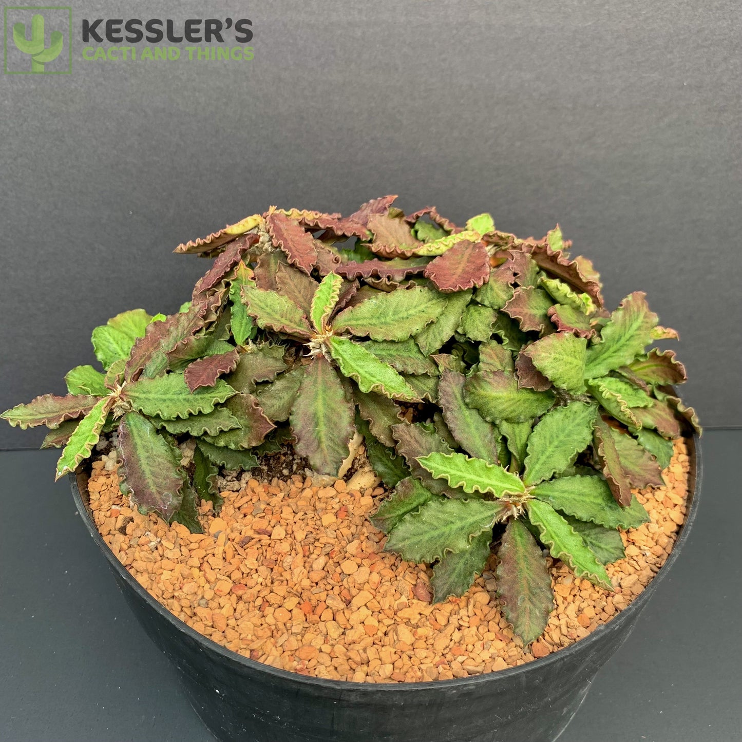 Euphorbia Decaryi v. Decaryi