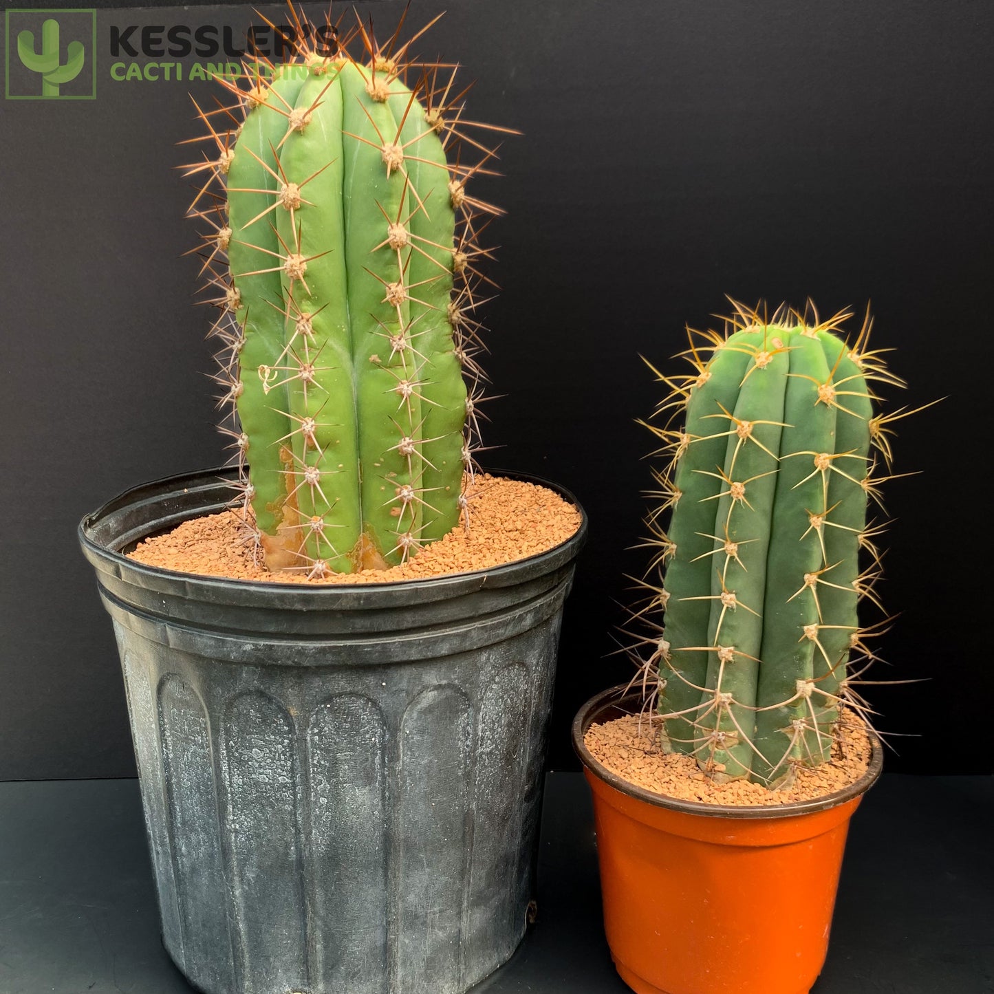 Echinopsis Terscheckii