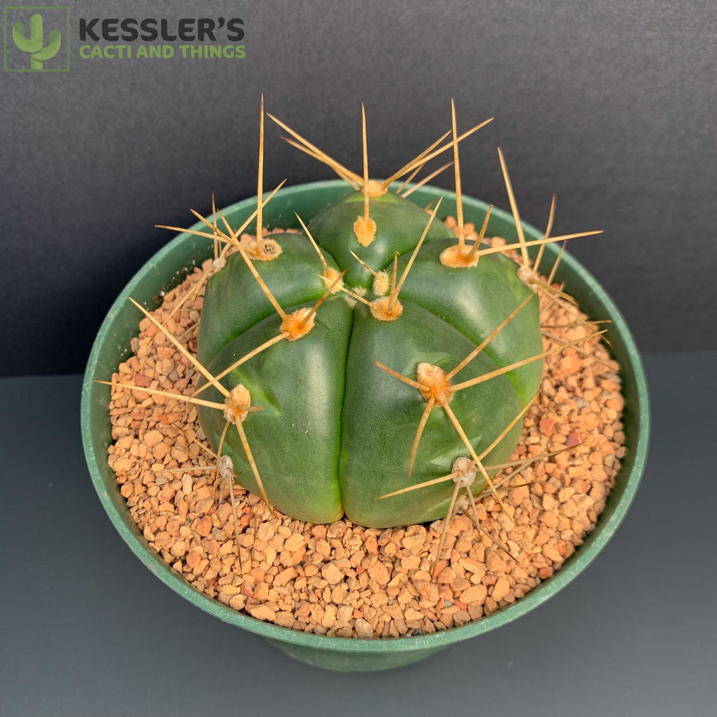 Gymnocalycium Horstii (Spider Cactus)