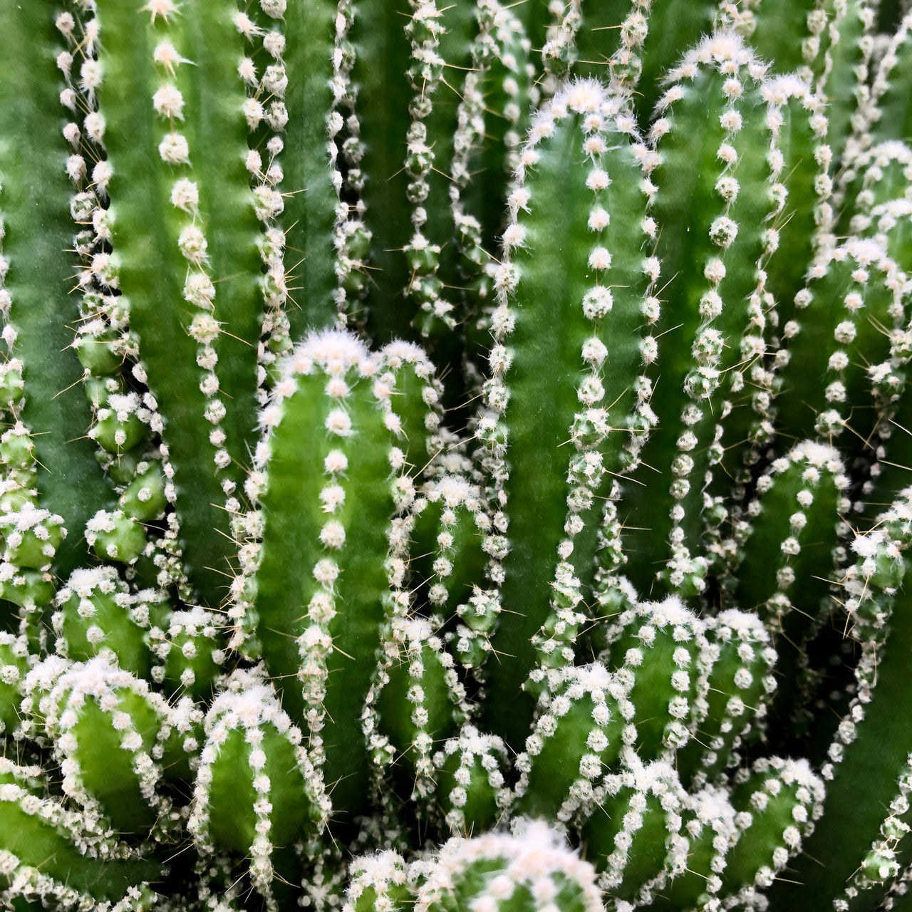 a fairy tail cactus, acanthocereus tetragonus close up to show detail of large bowl