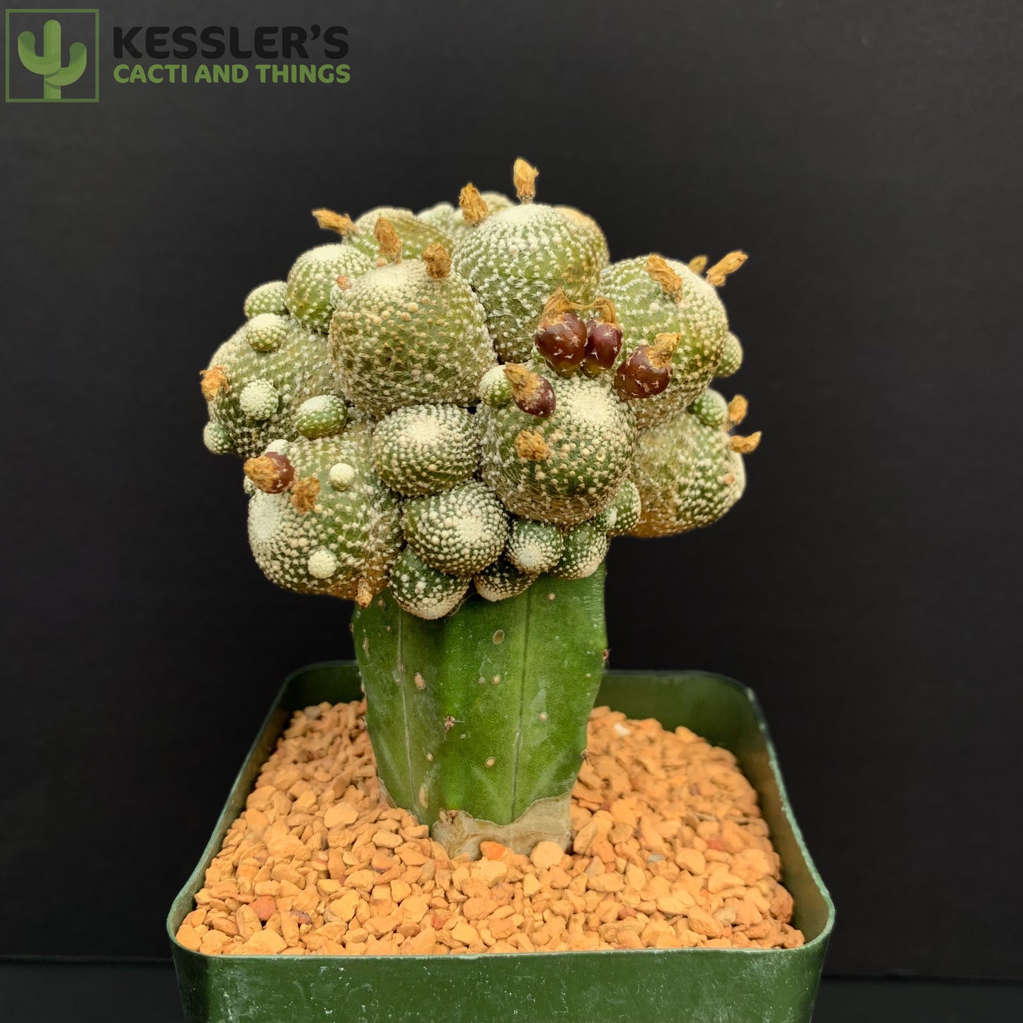 Blossfeldia Liliputana Grafted 4 Inch