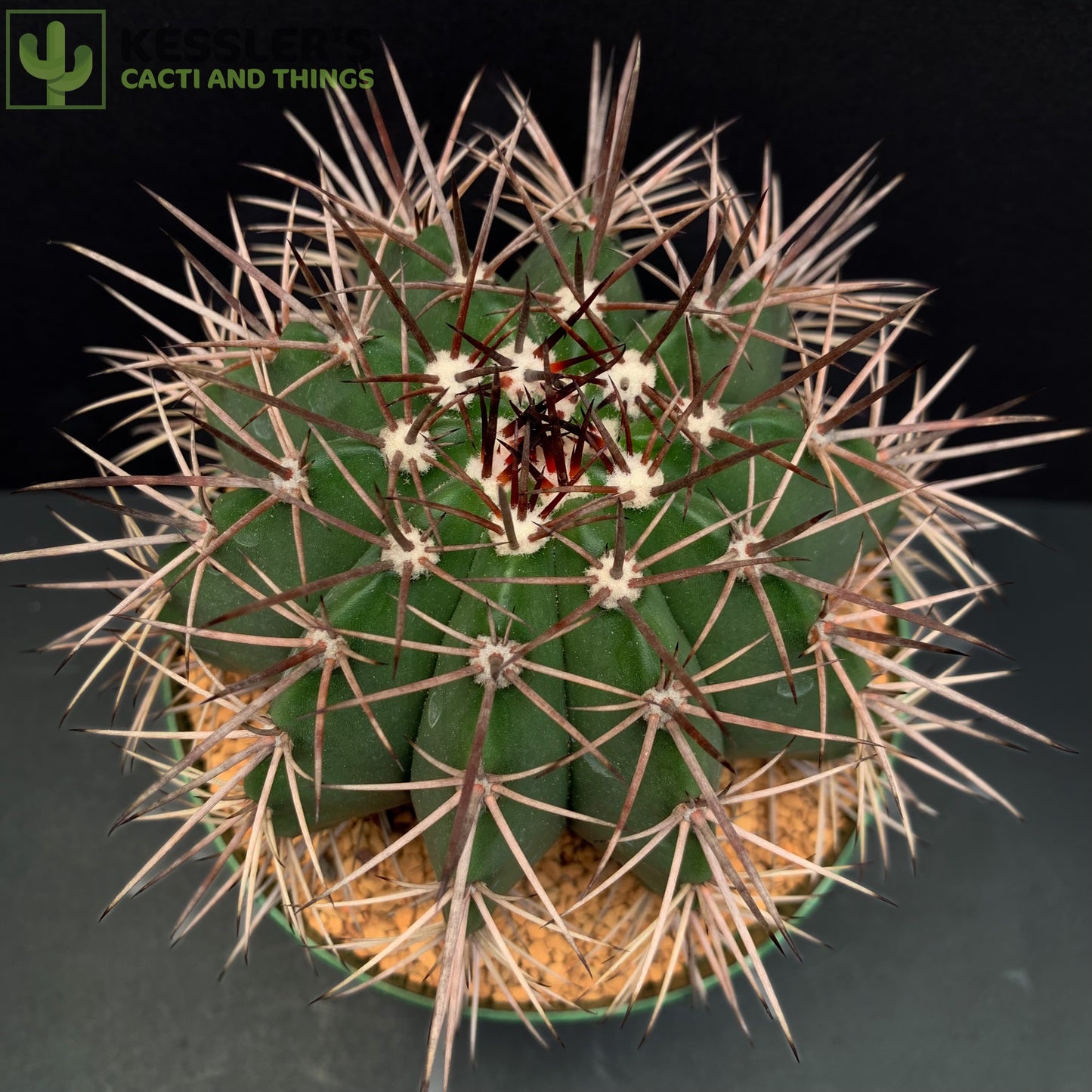 Melocactus Bahiensis