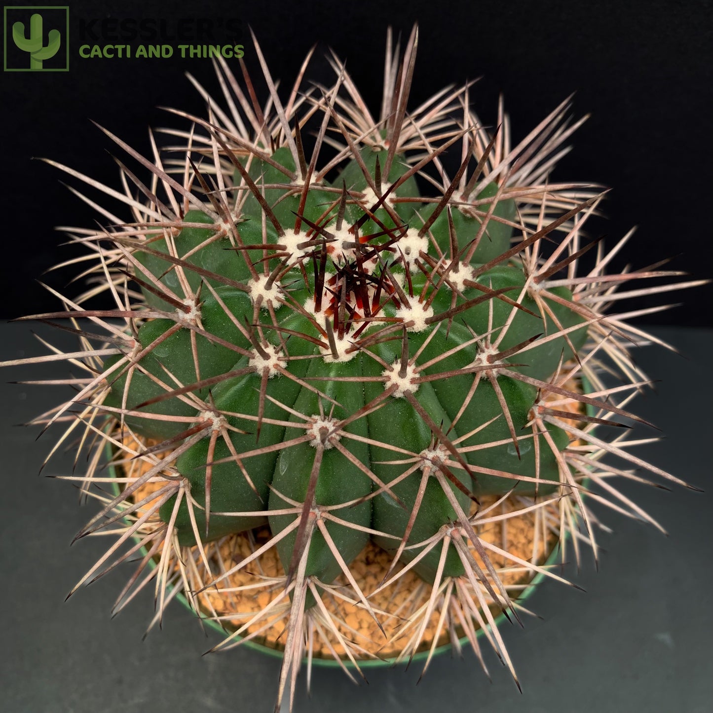 Melocactus Bahiensis (Turk's Cap)