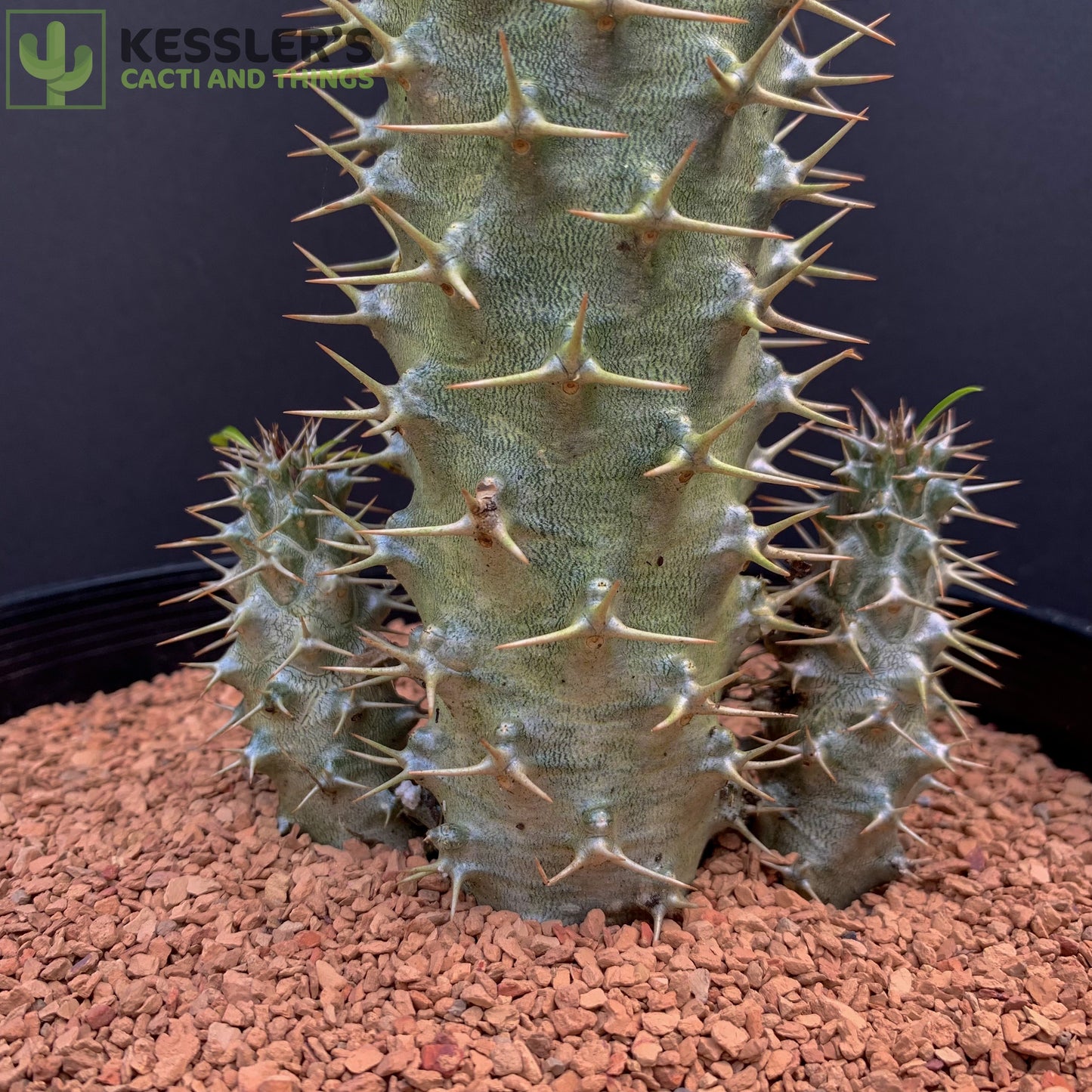 Pachypodium Lamerei (Madagascar Palm)