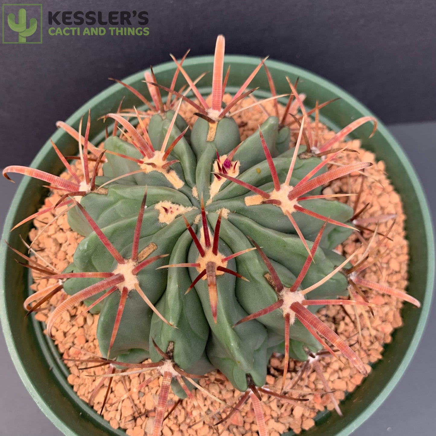 Ferocactus Latispinus