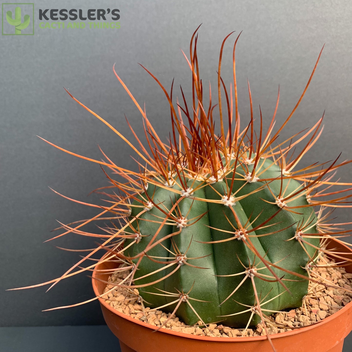 Melocactus Erythracanthus