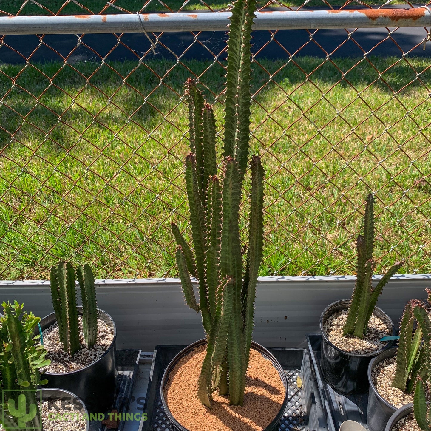 Euphorbia Trigona (Green)