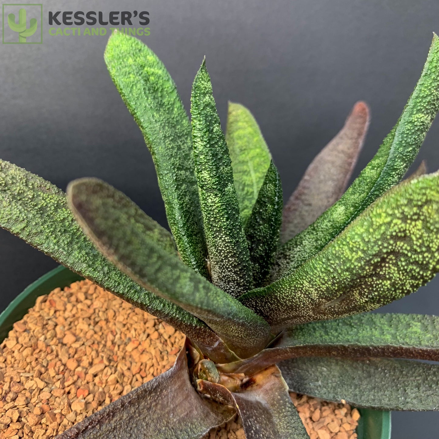 Gasteria Batesiana