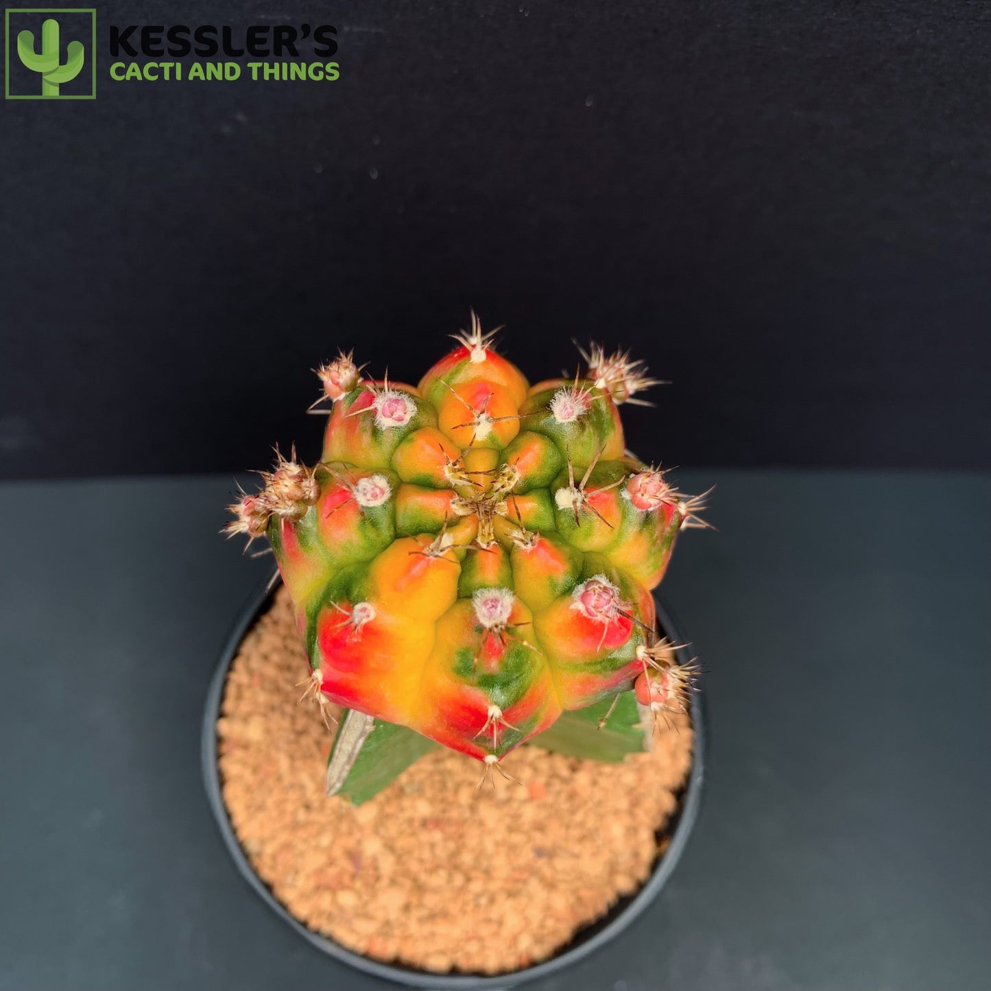 Grafted Gymnoclycium Mihanovichii v. Friedrichii (Color Balls)