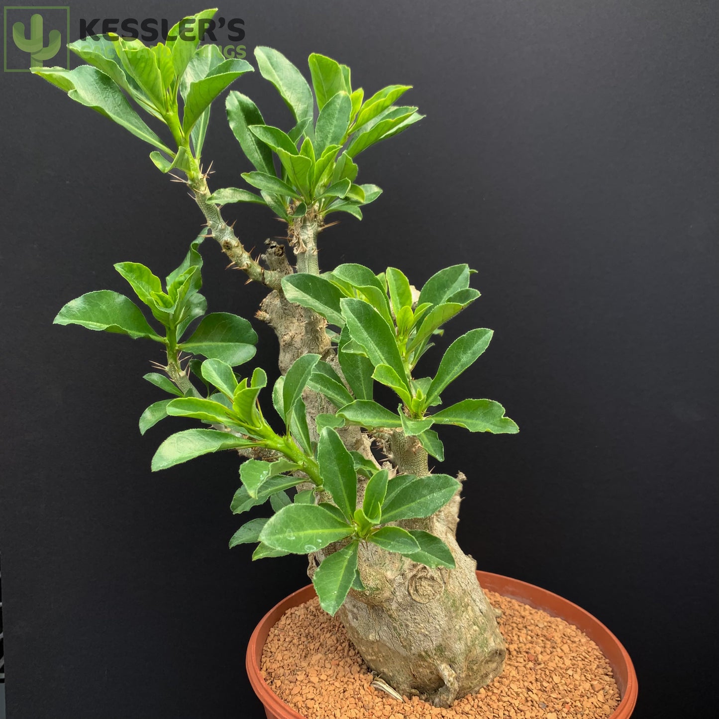 Pachypodium Saundersii