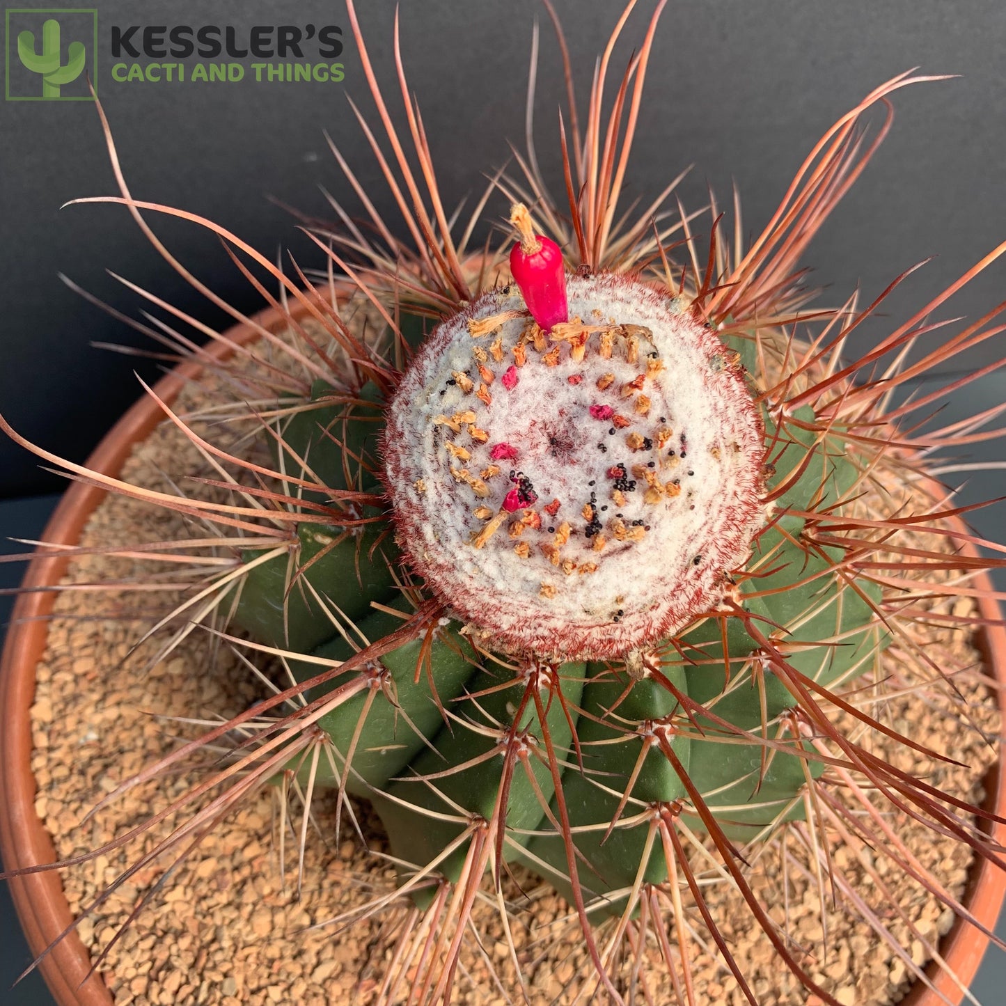 Melocactus Erythracanthus