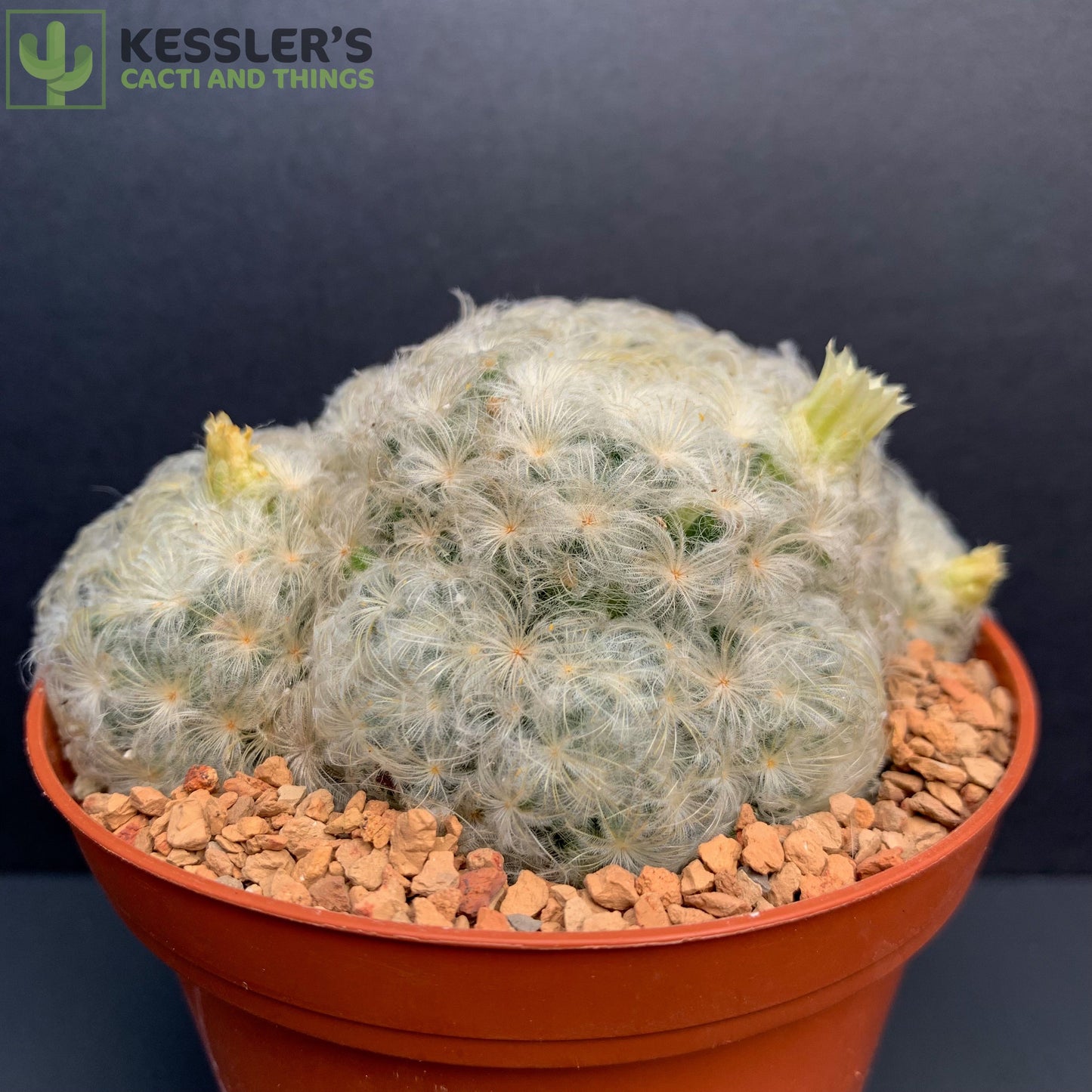 Mammillaria Plumosa