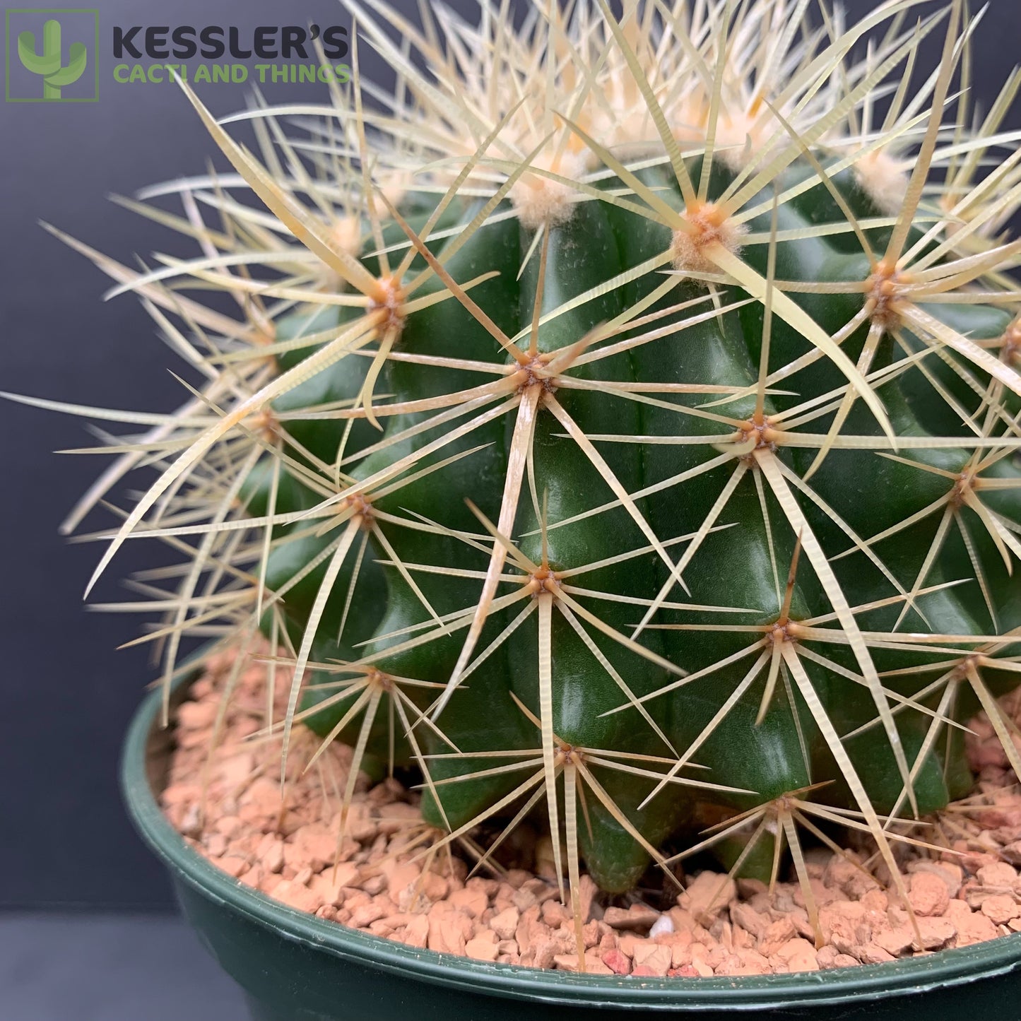 Echinocactus Grusonii (Golden Barrel Cactus)