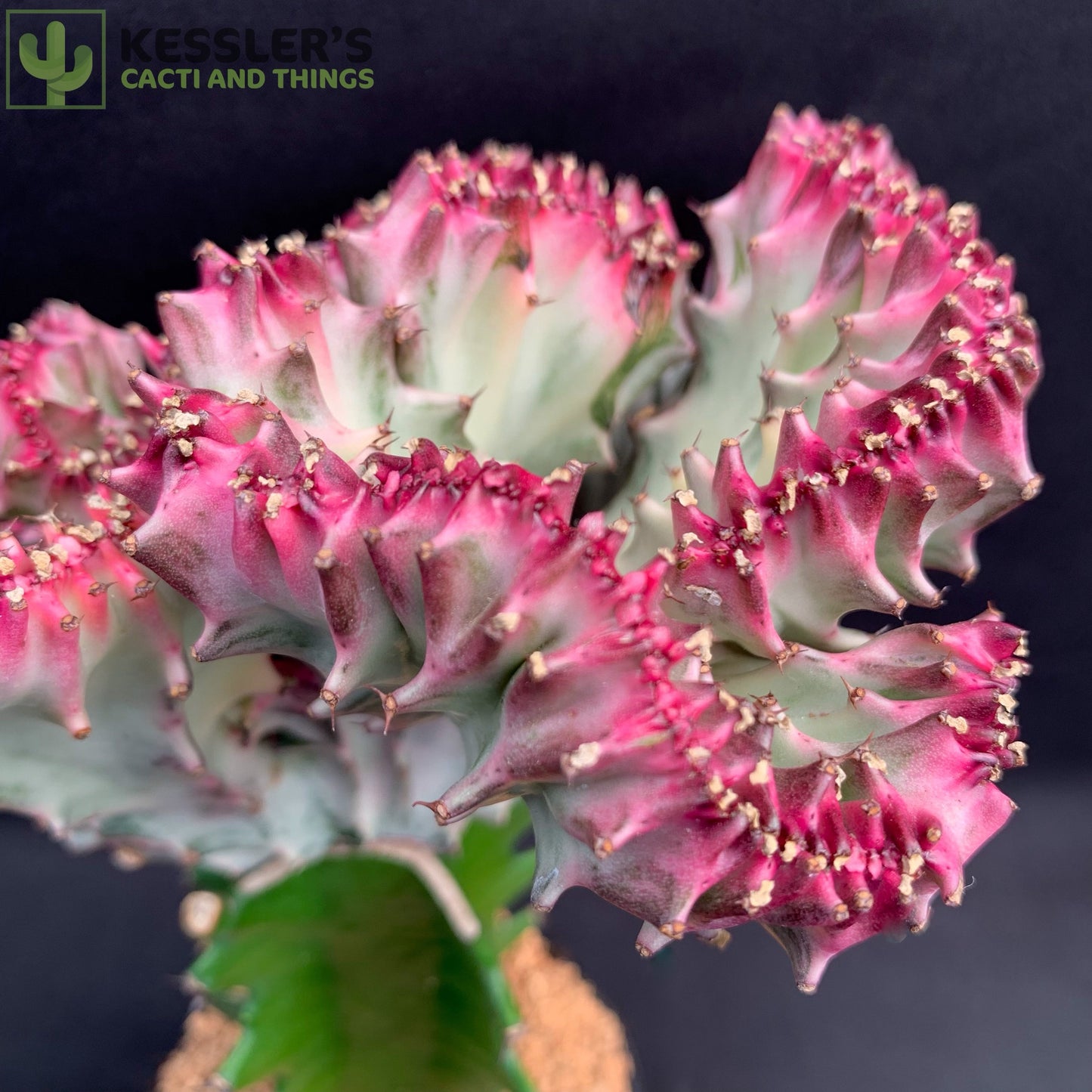 Grafted Euphorbia Lactea Var. Crest (Mermaid Cactus)