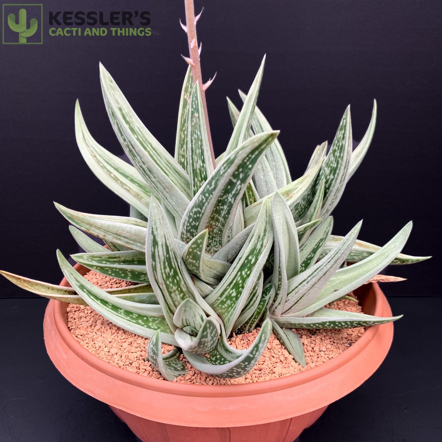 Gasteraloe (Green Ice)