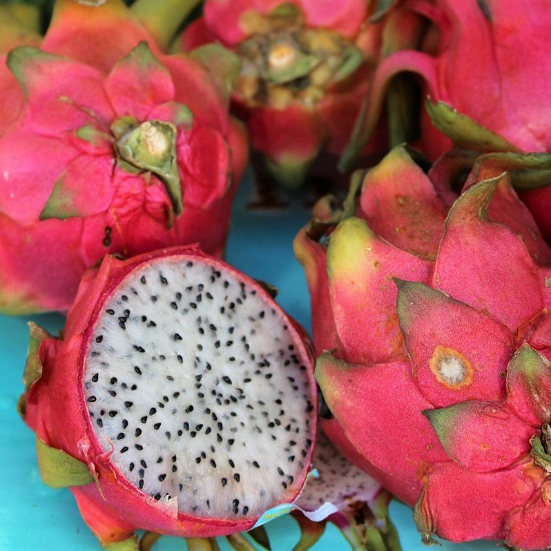 Selenicereus Undatus Dragon Fruit