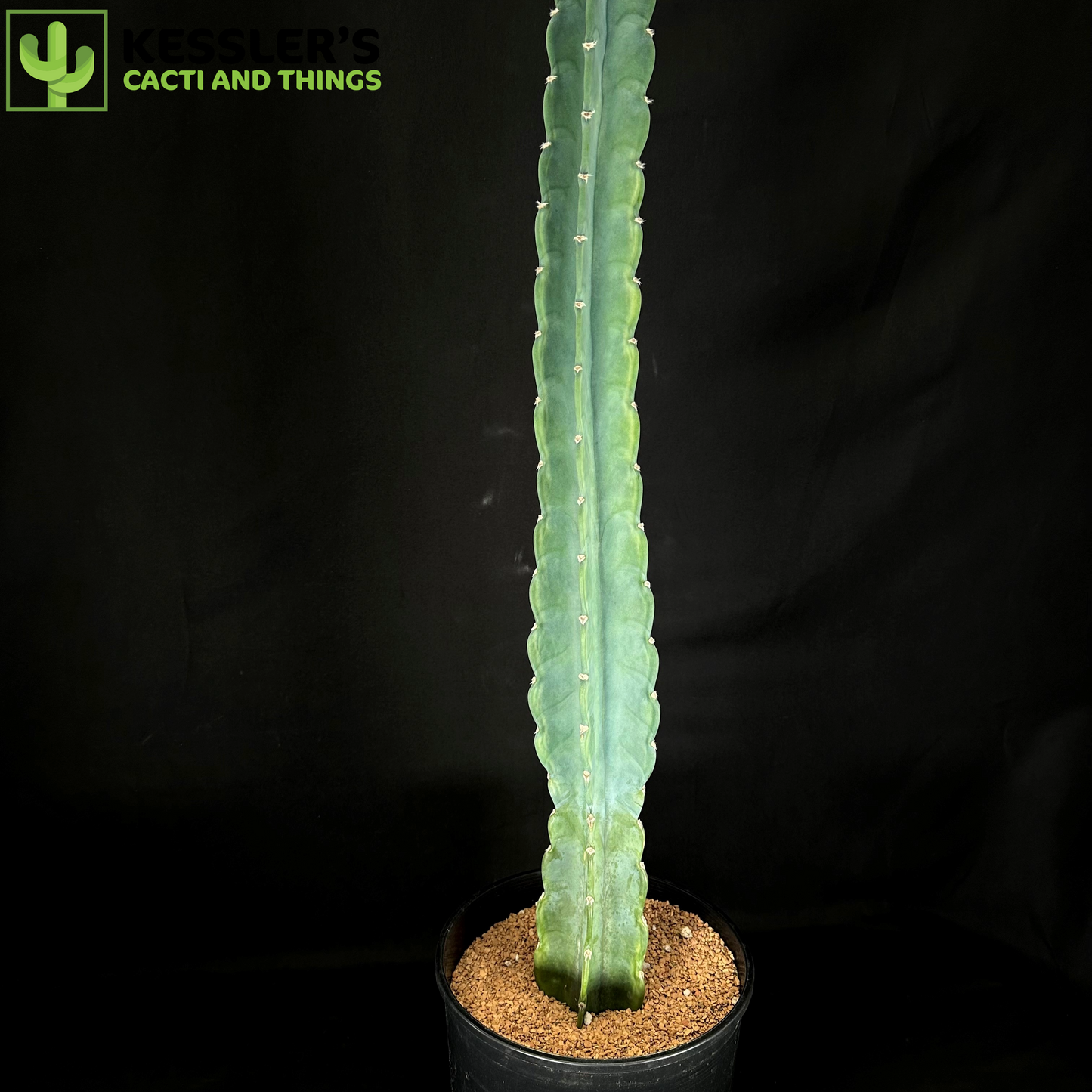 Cereus Jamacaru