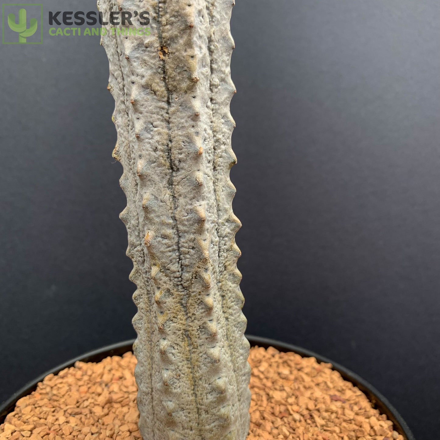 Euphorbia Abdelkuri (Pickle Cactus)