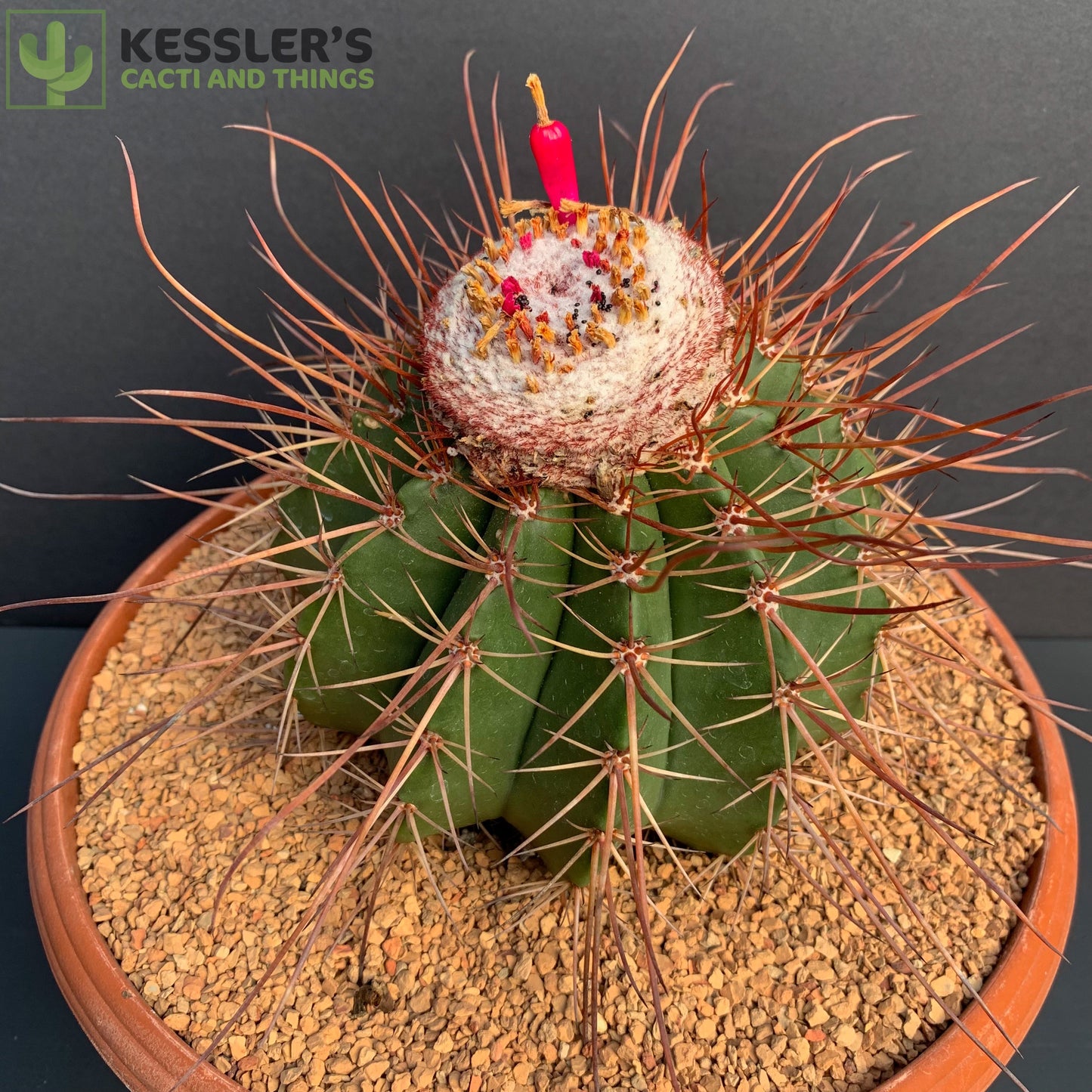 Melocactus Erythracanthus