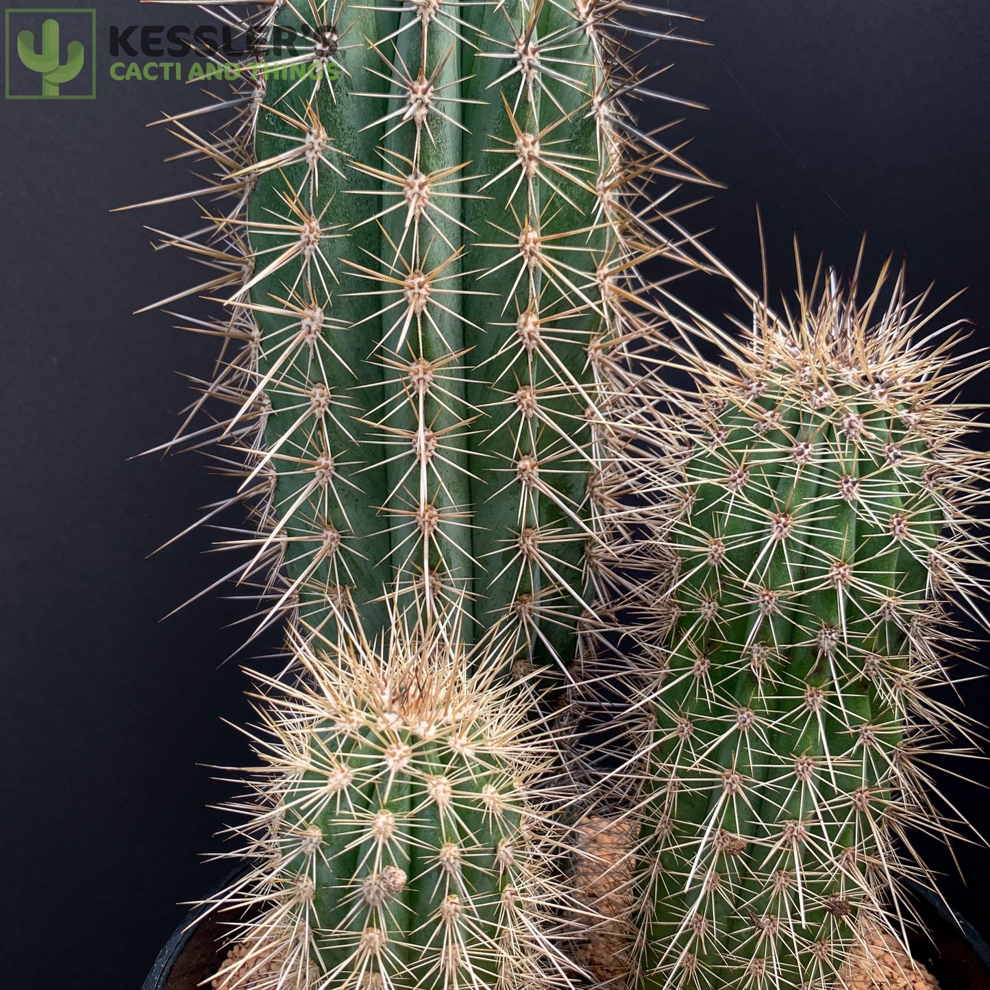 Pachycereus Pringlei (False Saguaro)
