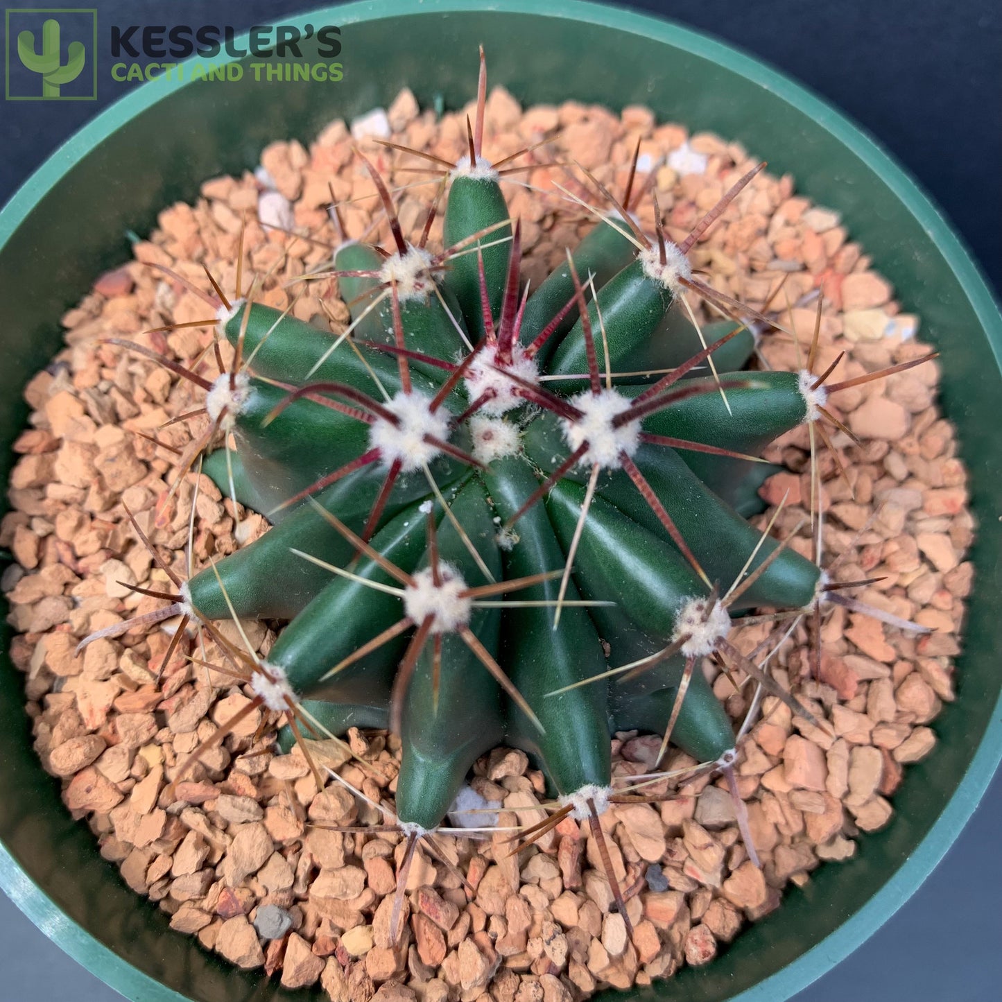 Ferocactus Gracilis