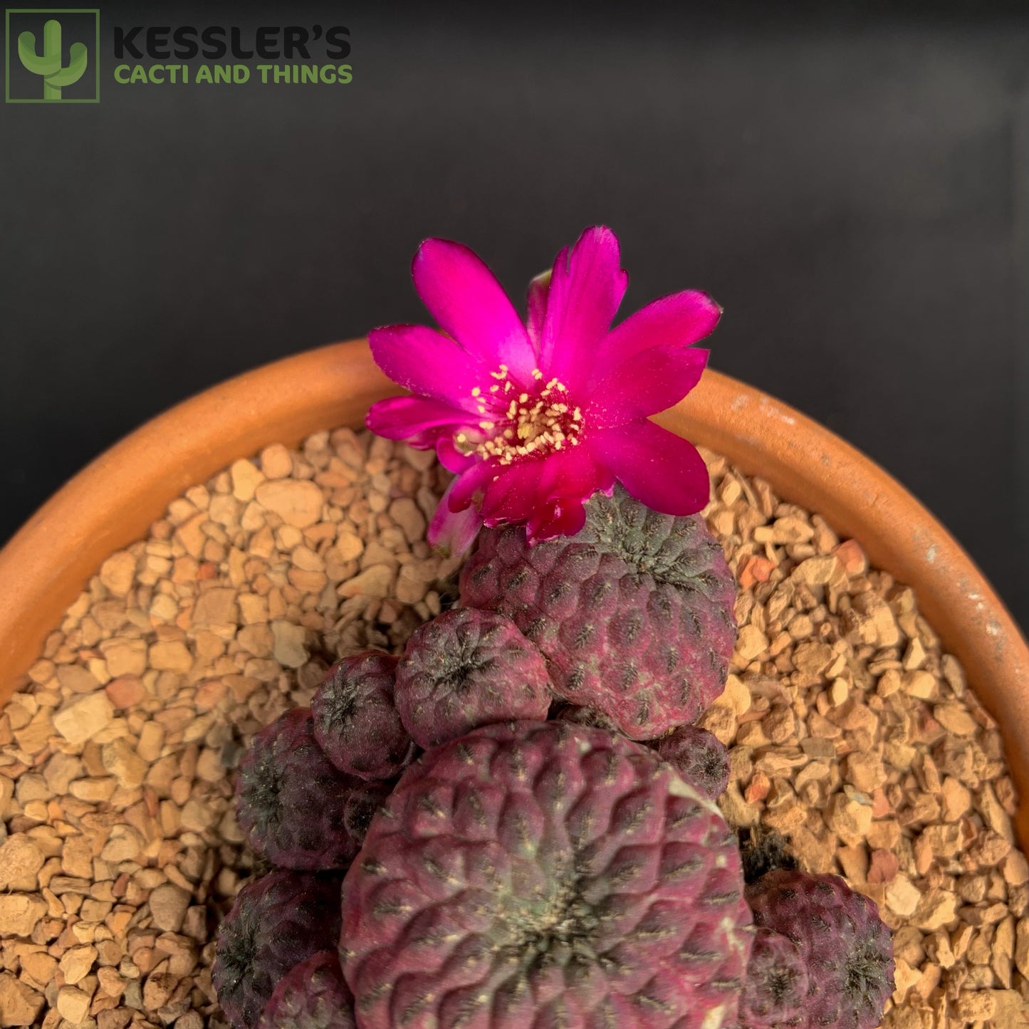 Sulcorebutia Rauschii