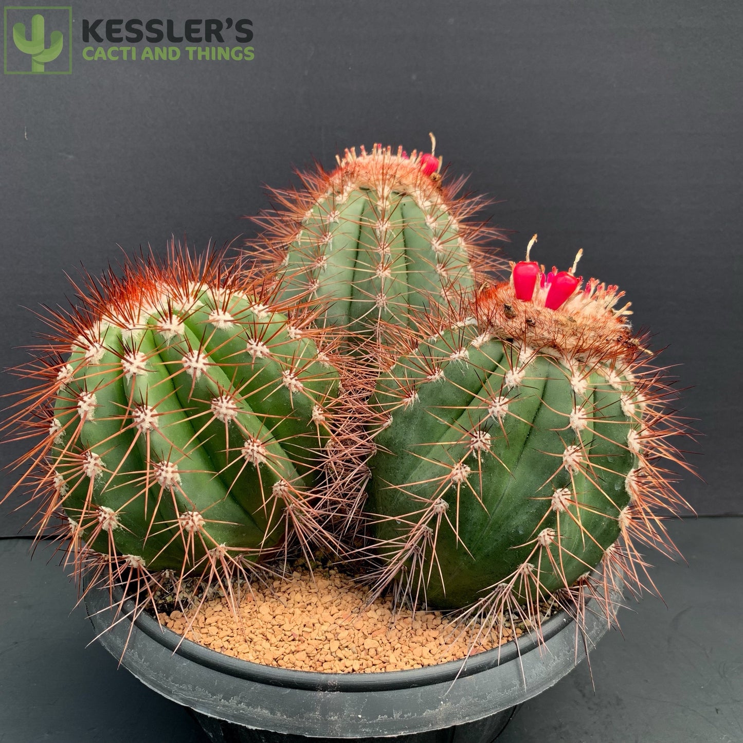 Melocactus Oreus