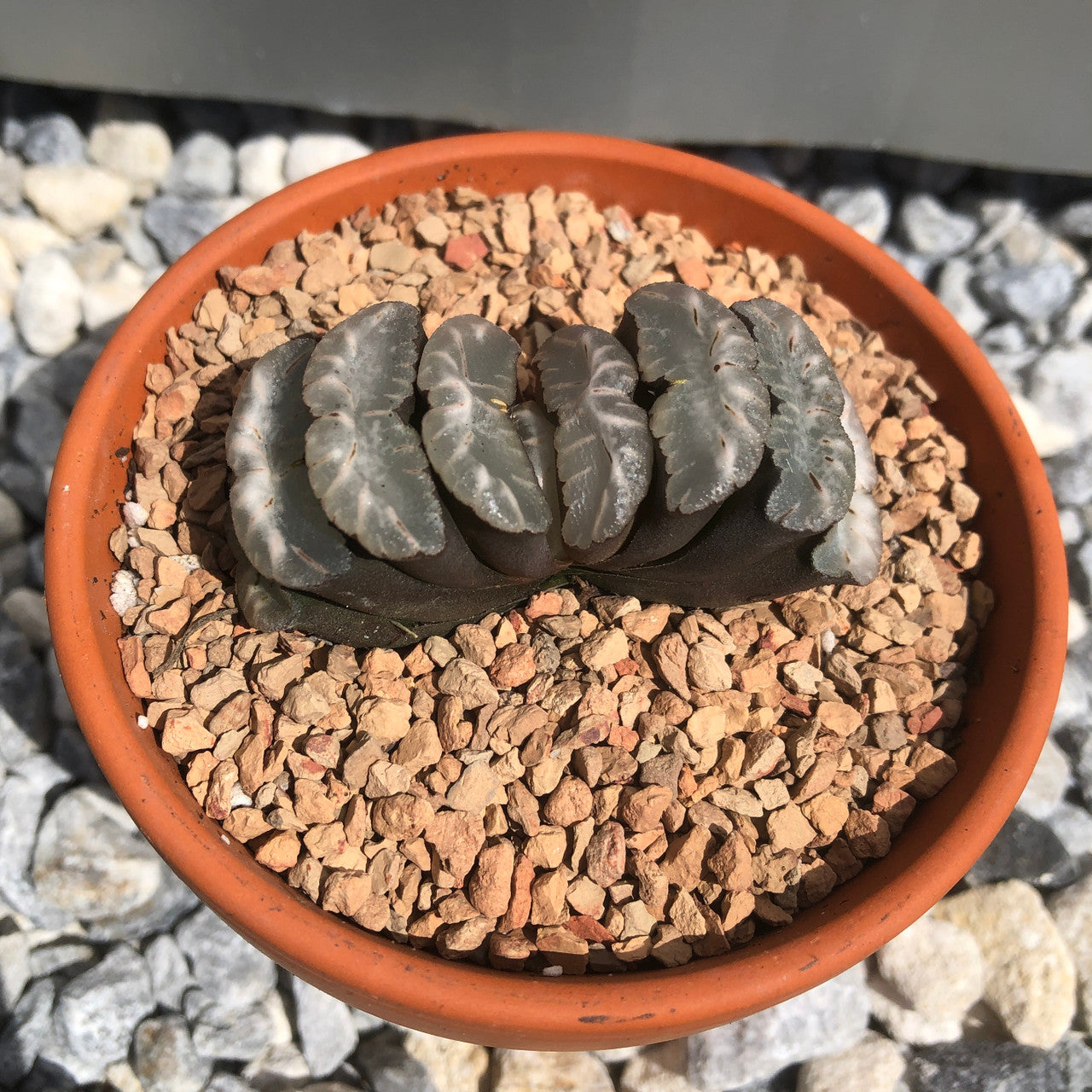 Top down view of the top of a Haworthia Truncata