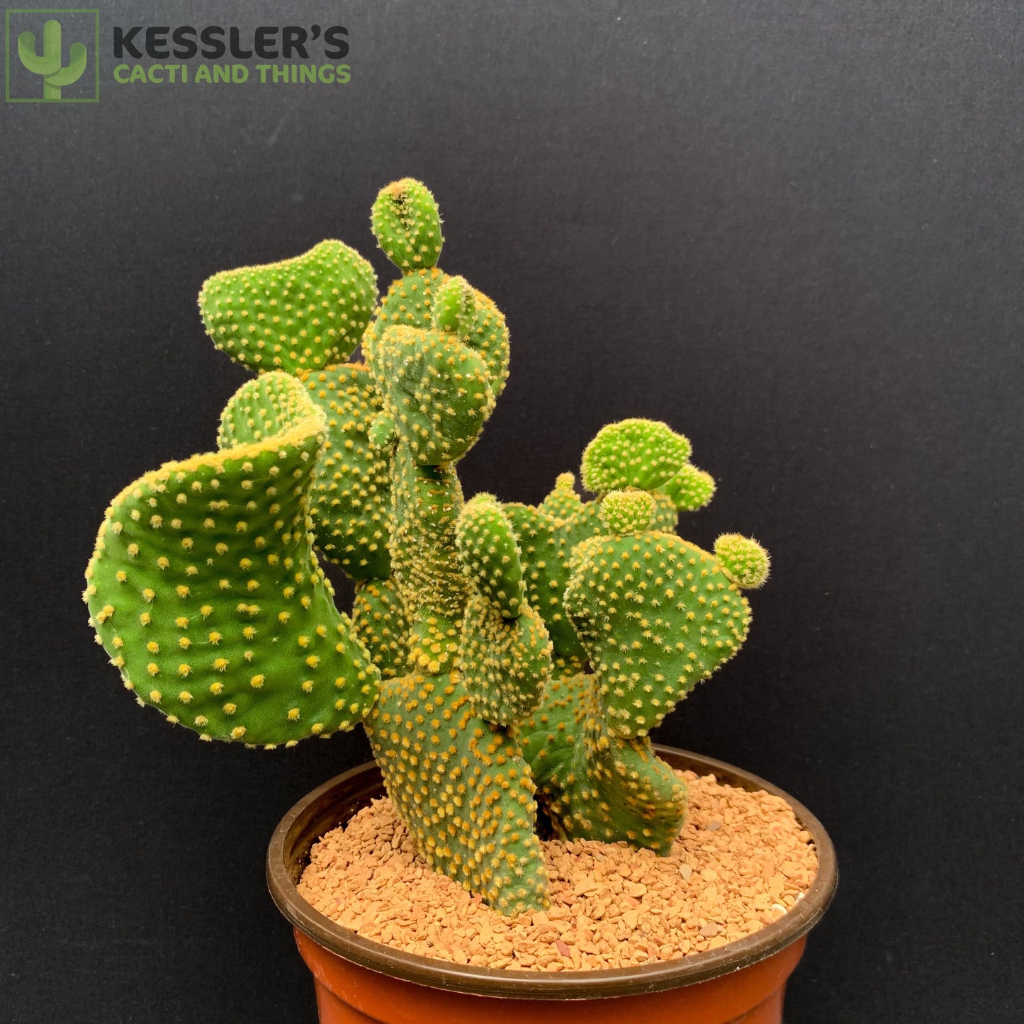 Opuntia Microdasys Monstrose Var. Pallida