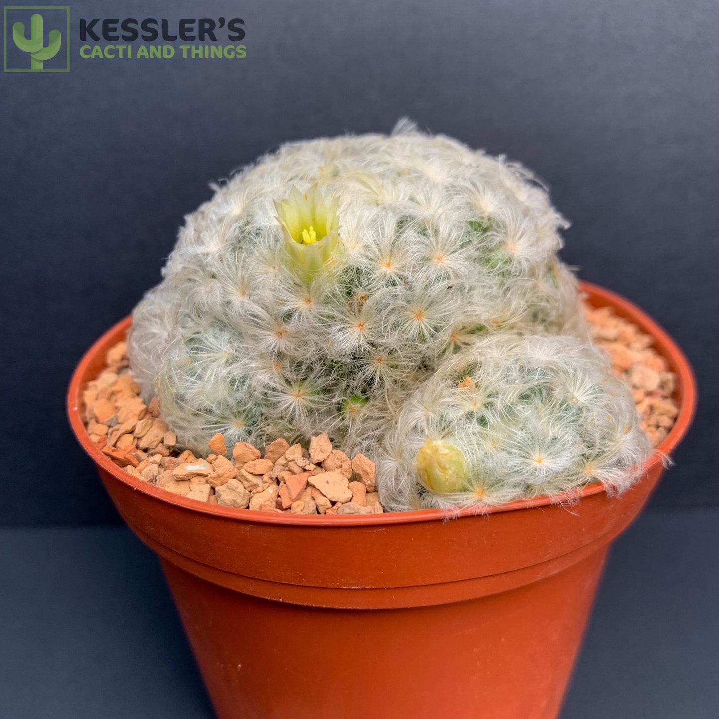 Mammillaria Plumosa