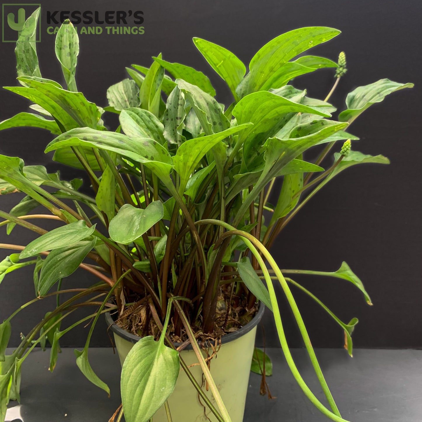 Overgrown Drimiopsis Maculata