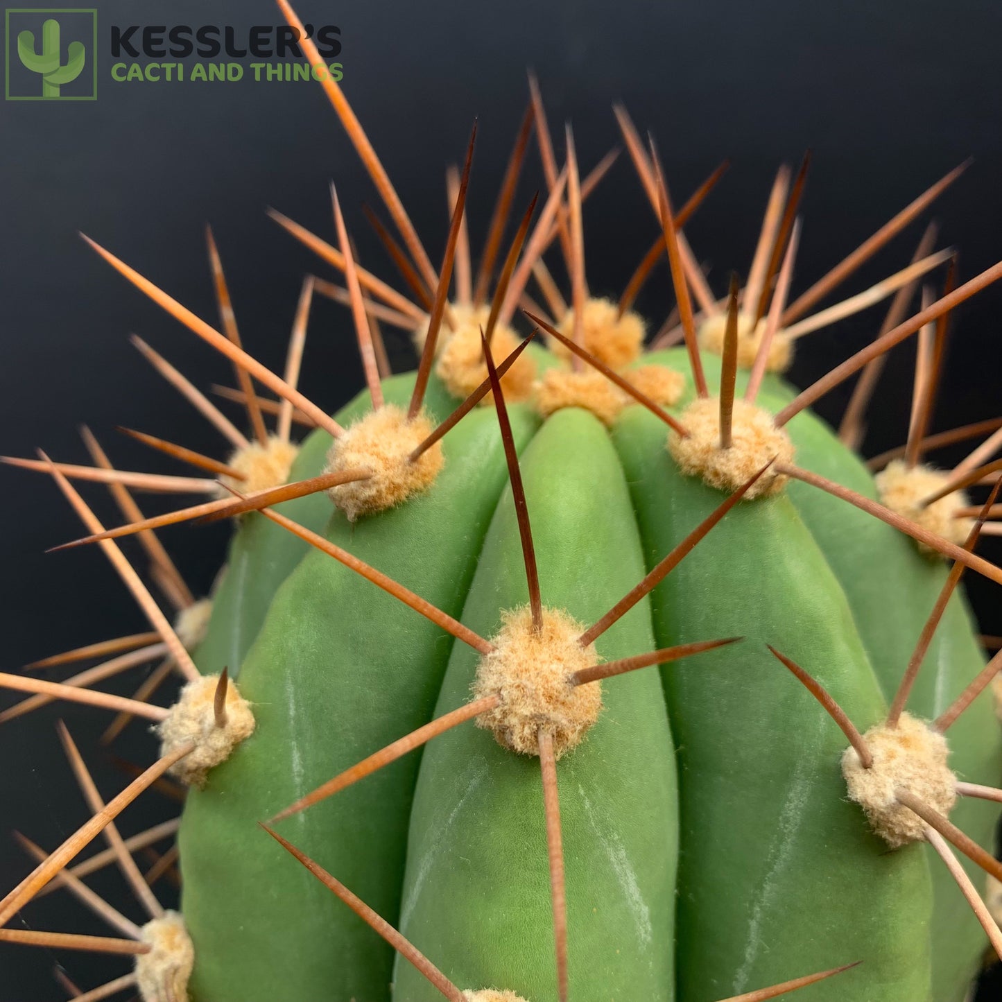 Echinopsis Terscheckii