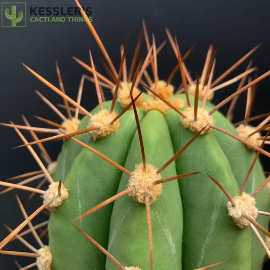 Echinopsis Terscheckii