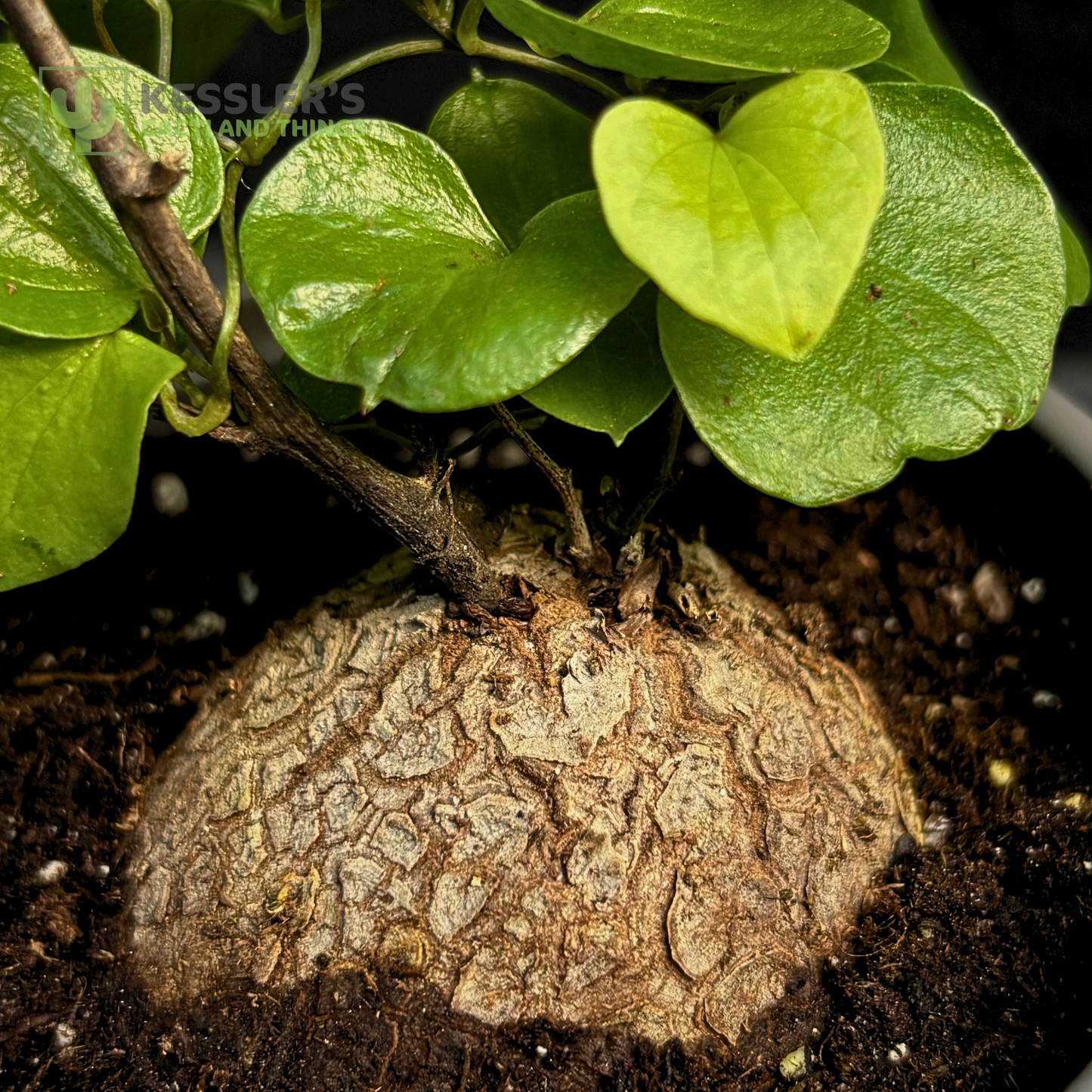 Dioscorea Elephantipes - Elephant's Foot