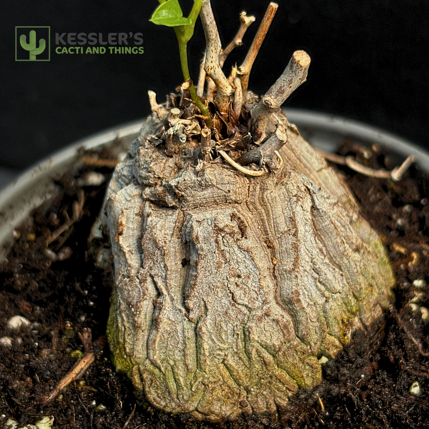 Dioscorea Elephantipes - Elephant's Foot