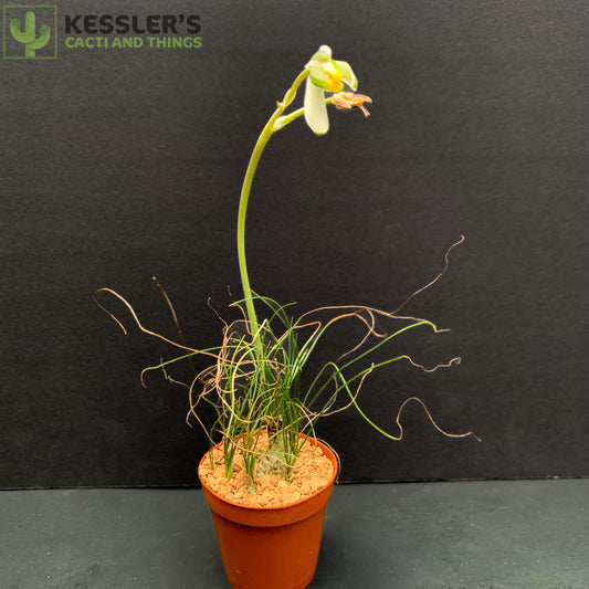 Albuca Humilis