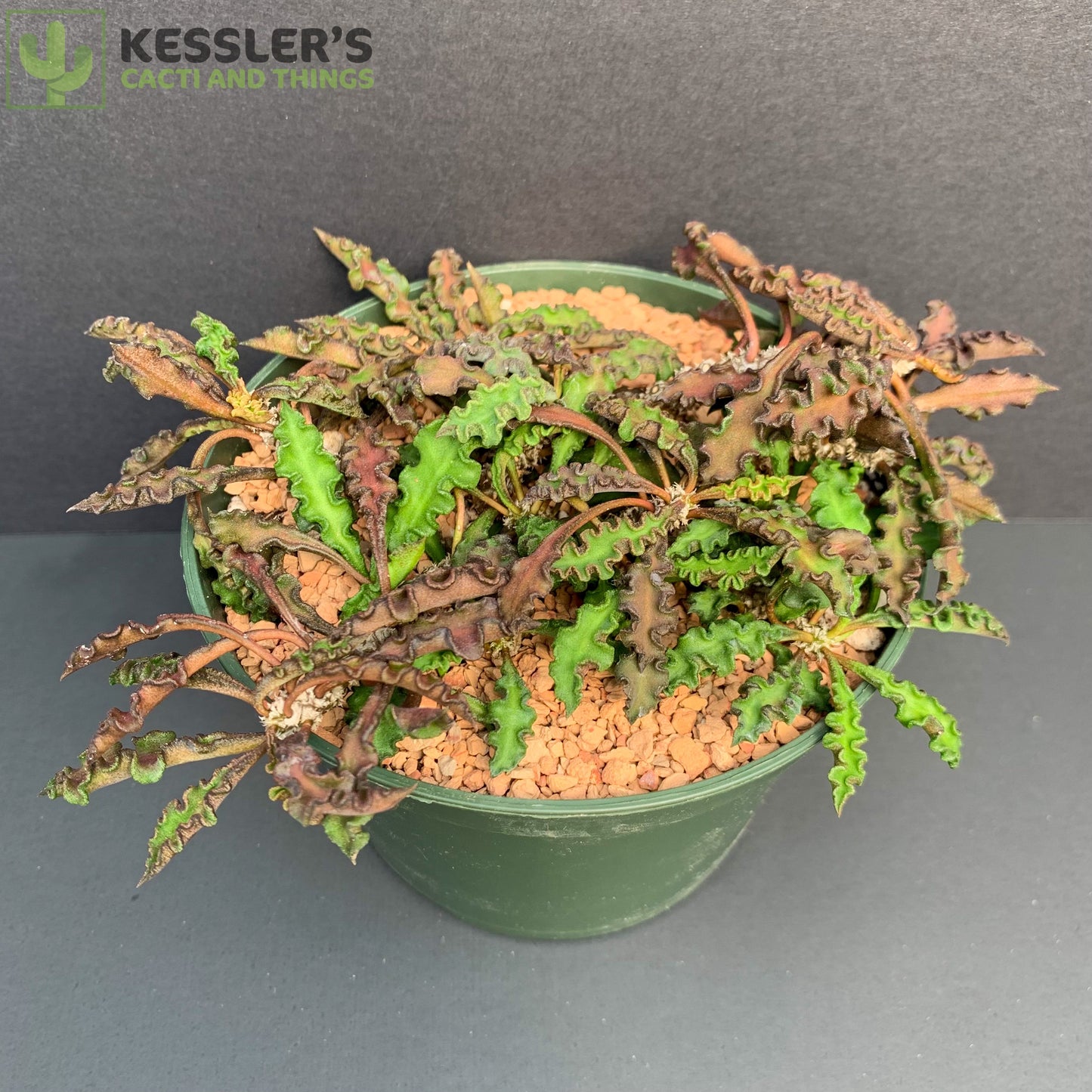 Euphorbia Decaryi Spirosticha