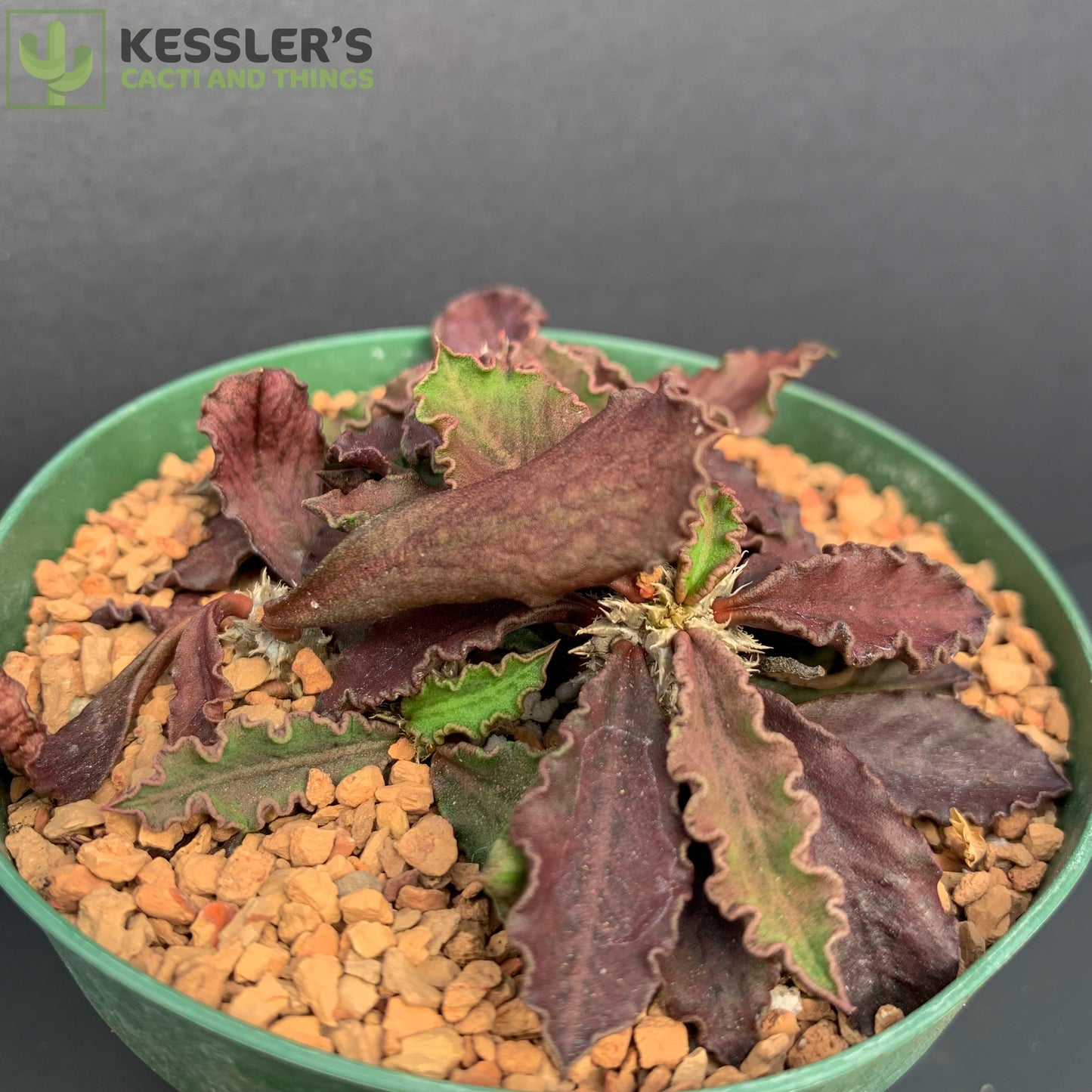 Euphorbia Decaryi v. Decaryi