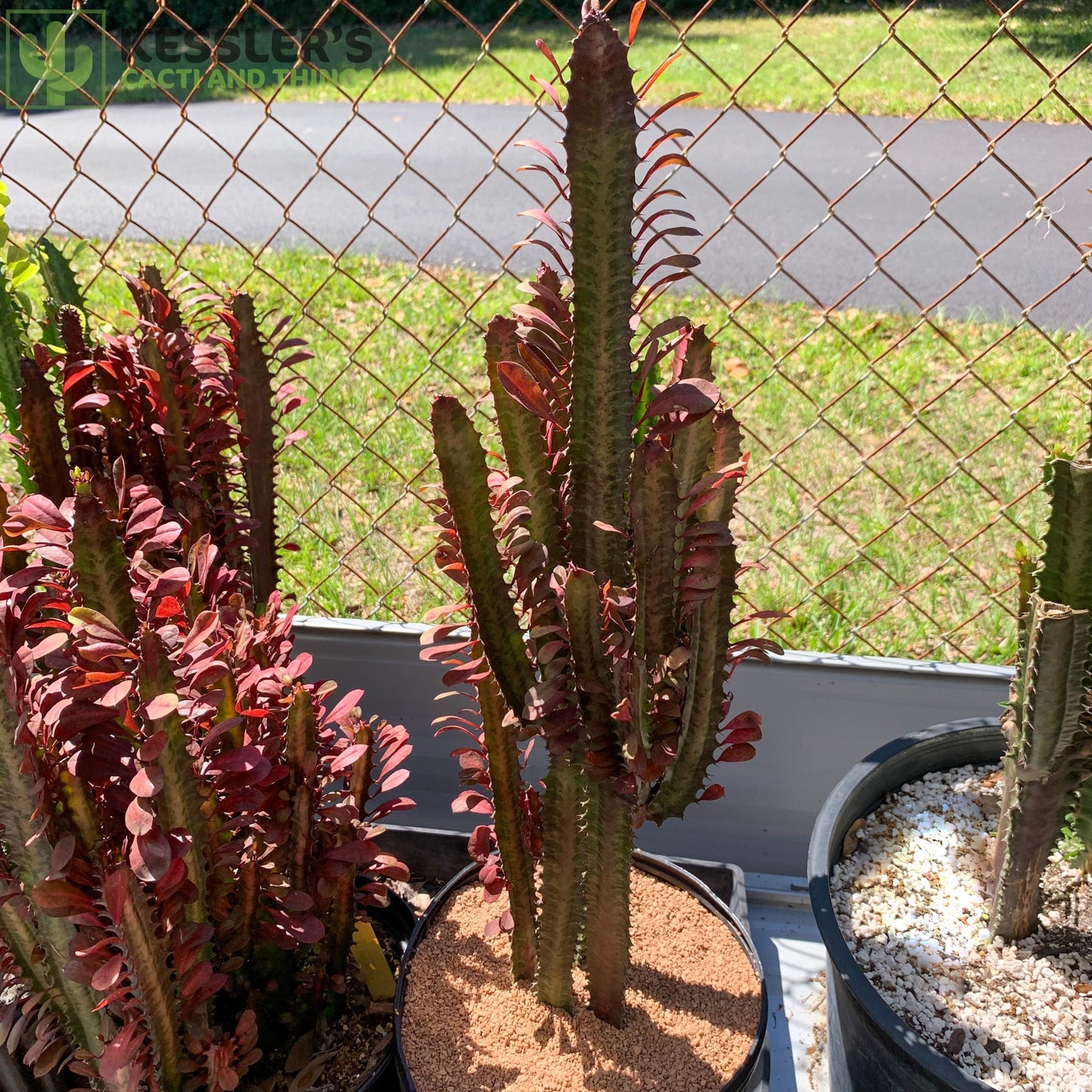 Euphorbia Trigona Rubra (Red Good Luck Plant)