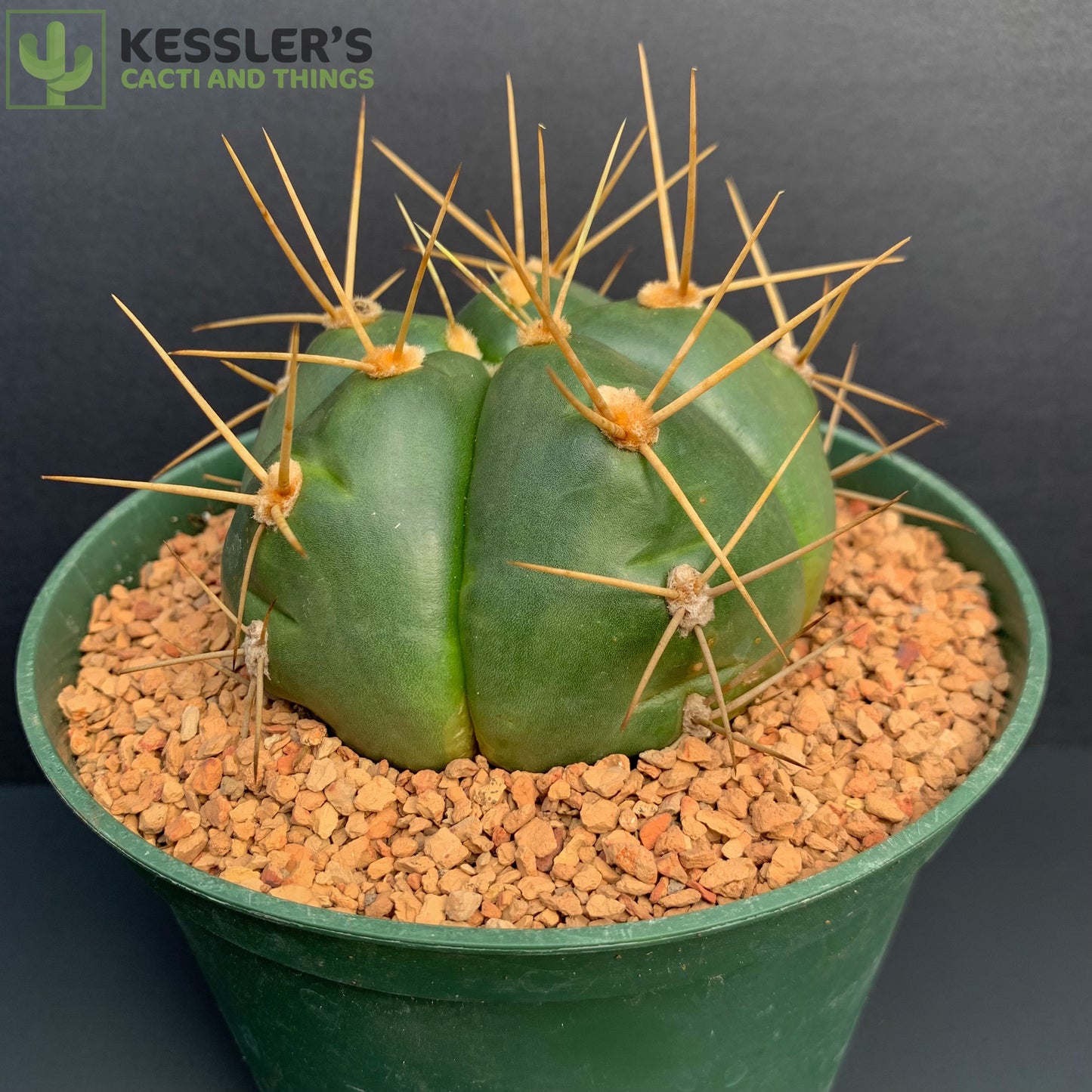 Gymnocalycium Horstii (Spider Cactus)
