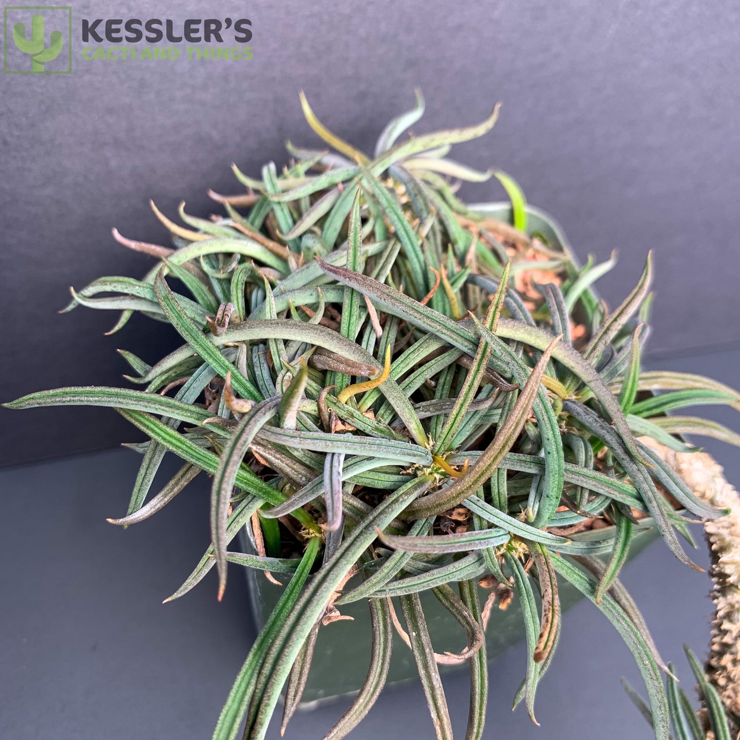 Euphorbia Cylindrifolia Tuberifera