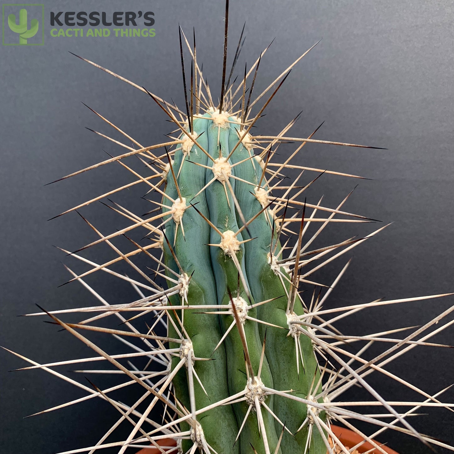 Stetsonia Coryne (South American Saguaro)