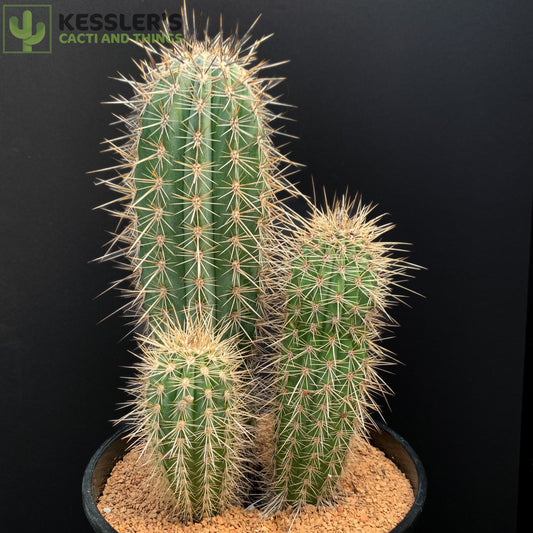 Pachycereus Pringlei (False Saguaro)