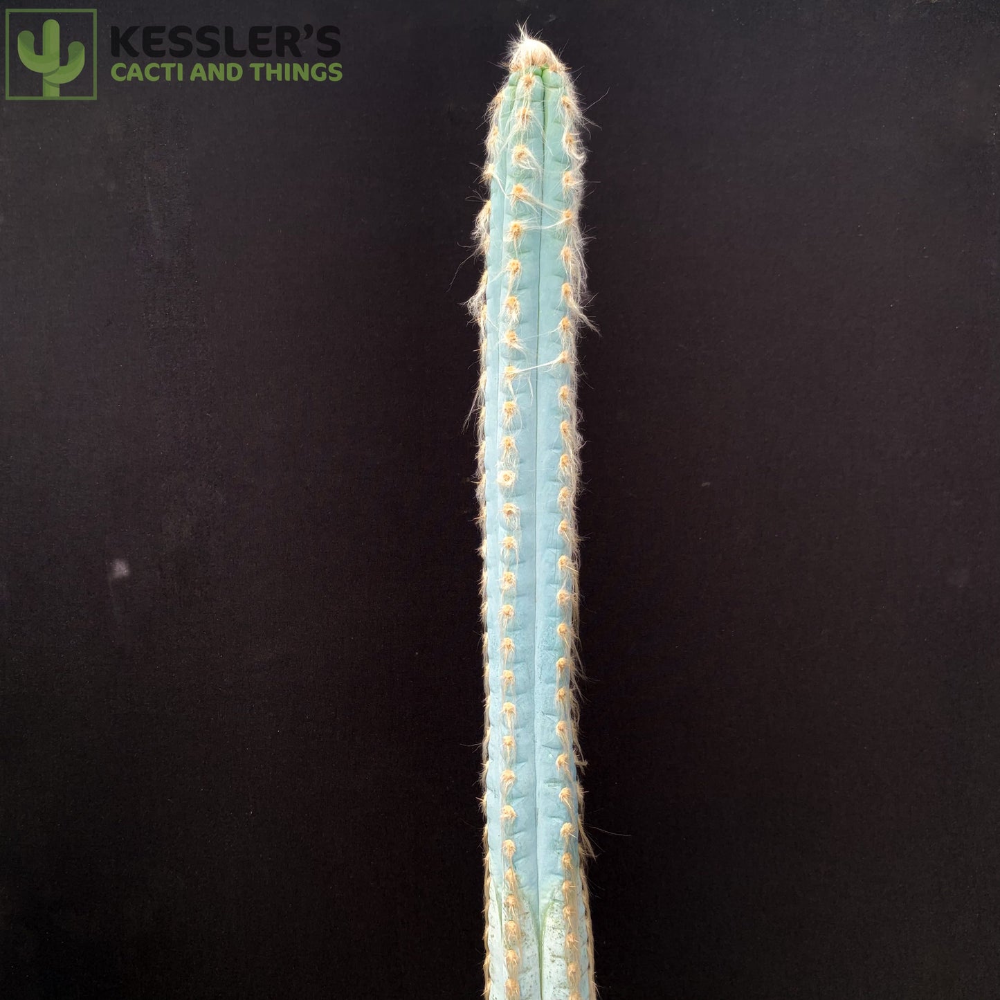 Pilosocereus Pachycladus (Blue Torch Cactus)