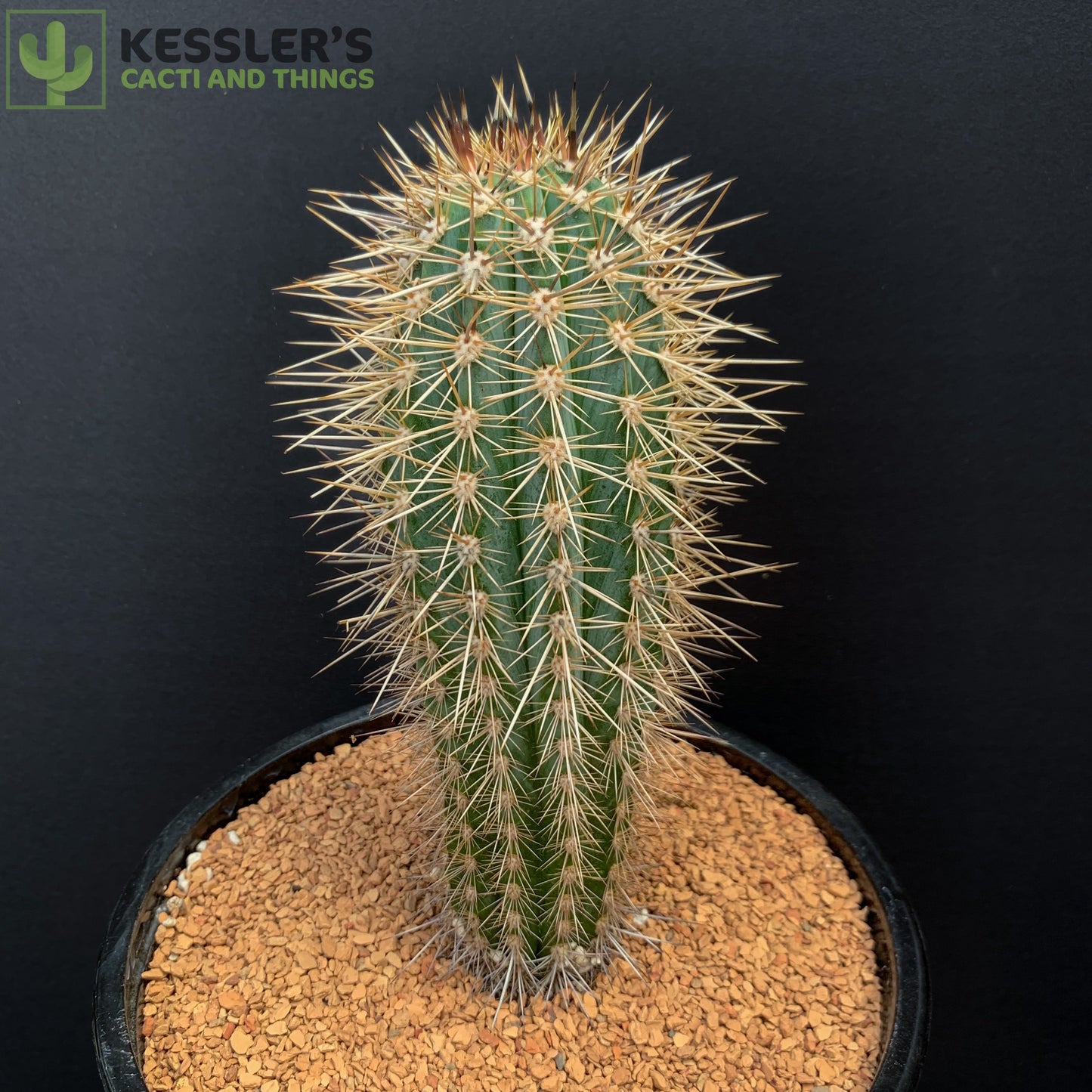 Pachycereus Pringlei (False Saguaro)