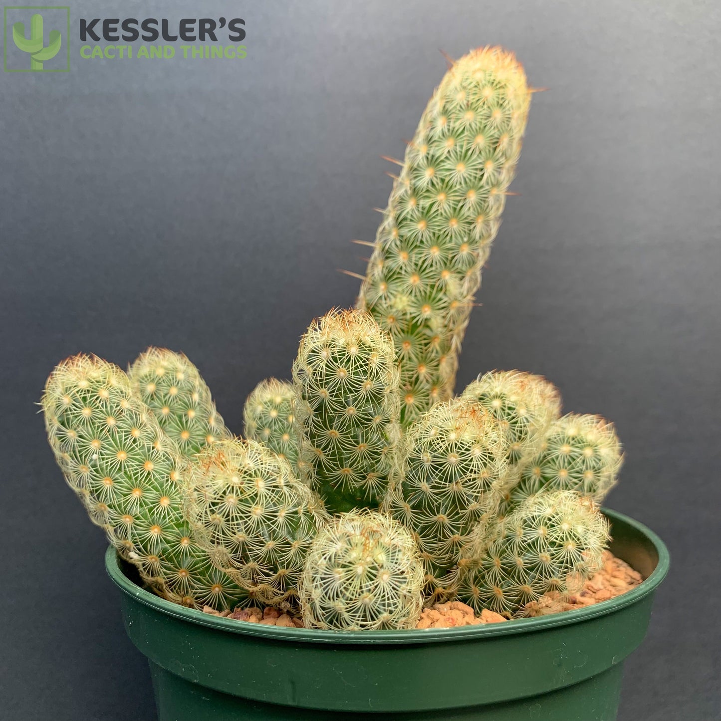 Mammillaria Elongata (Lady Fingers)
