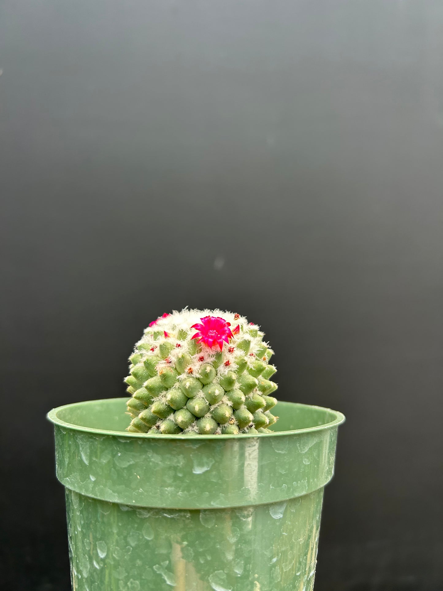 Mammillaria polythele v. hidalgensis