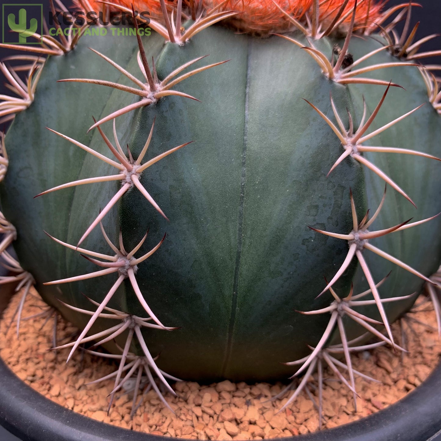 Melocactus Bahiensis (Turk's Cap)