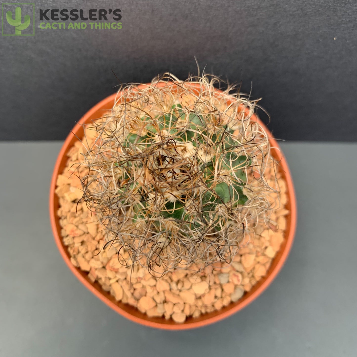 Turbinicarpus - Pseudomacrochele var. Krainzianus