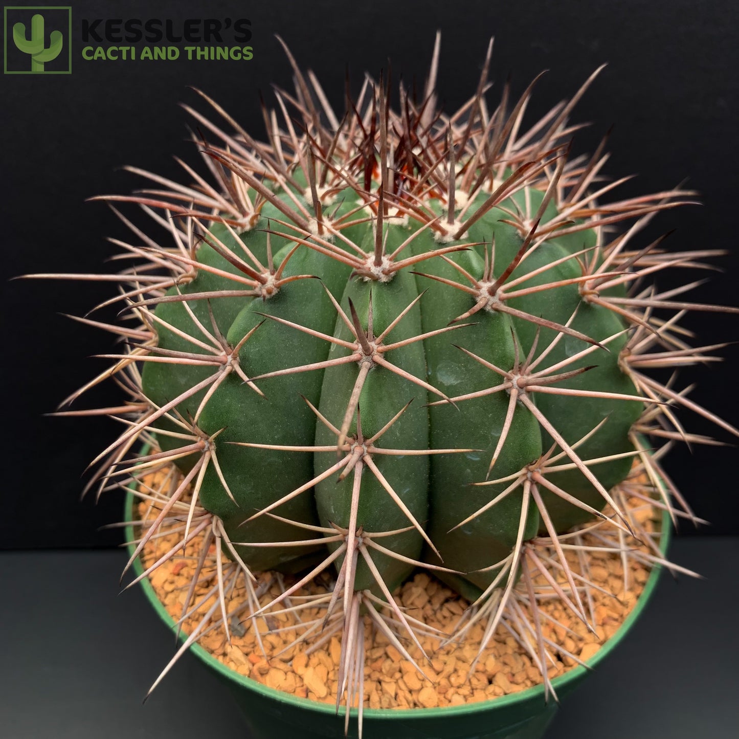 Melocactus Bahiensis (Turk's Cap)